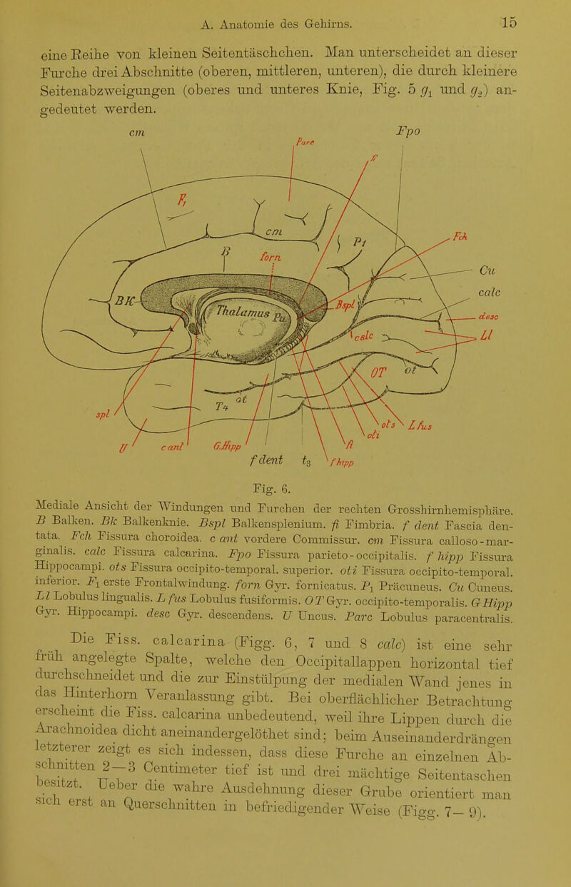 eine Eeihe von kleinen Seitentäschclien. Man unterscheidet an dieser Furche drei Abschnitte (oberen, mittleren, unteren), die durch kleinere Seitenabzweigungen (oberes und unteres Knie, Fig. 5 und g.y) an- gedeutet werden. fdent ts ^fhpp Fig. 6. Mediale Ansicht der Windungen und Furchen der rechten Grosshirnhemisphäre. B Balken. Bk Balkenknie. Bspl Balkensplenium. /?, Fimbria. f dent Fascia den- tata. m Fissura choroidea. c ant vordere Commissur. cm Fissura calloso-mar- ginalis. calc Fissura calcarina. i^po Fissura parieto-occipitalis. //i/jo;; Fissura Hippocampi. ots Fissura occipito-temporal. superior. oti Fissura occipito-temporal. niferior. erste Frontalwindung, forn Gyr. fornicatus. Präcuneus. Cu Cuneus. LI Lobulus lingualis. i/zis Lobulus fusiformis. OTGvr. occipito-temporalis. GHipp Gyr. Hippocampi. desc Gyr. descendens. U Uncus. Parc Lobulus paracentralis. Die Fiss. calcarina (Figg. 6, 7 und 8 calc) ist eine sehr früh angelegte Spalte, welche den Occipitallappen horizontal tief durchschneidet und die zur Einstülpung der medialen Wand jenes in das Hmterhorn Veranlassung gibt. Bei oberflächlicher Betrachtuno- erscheint die Fiss. calcarina unbedeutend, weil ihi-e Lippen dui^h die Arachnoidea dicht aneinandergelöthet sind; beim Auseinanderdrängen letzterer zeigt es sich indessen, dass diese Furche an einzelnen Ab- W ^''t?;:^ Centimeter tief ist und drei mächtige Seitentaschen besitzt. Ueber die wahre Ausdelnmng dieser Grube orientiert man SICH erst an Querschnitten in befriedigender Weise (Fio-o- 7_ o)