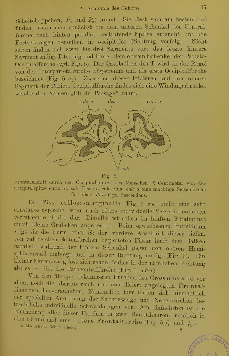 Scheitelläppclien, und P^) trennt. Sie lässt sich am besten auf- finden, wenn man zunächst die dem unteren Schenkel der Centrai- furche nach hinten parallel verlaufende Spalte aufsucht und die Fortsetzungen derselben in occipitaler Richtung verfolgt. Nicht selten finden sich zwei bis drei Segmente vor; das letzte hintere Segment endigt T-förmig und hinter dem oberen Schenkel der Parieto- Occipitalfurche (vgl. Fig. 5). Der Querbalken des T wird in der Eegel von der Interparietalfurche abgetrennt und als erste Occipitalfui'che bezeichnet (Fig. 5 o^). Zwischen dieser letzteren und dem oberen Segment der Parieto-Occipitalfurche findet sich eine Windungsbrücke, welche den Namen „Pli du Passage führt. calc a desc calc a calc Fig. 8. Frontalschnitt durch den Occipitallappen des Menschen, 2 Centimeter von der Occipitalspitze entfernt, calc Fissura calcarina. calc a eine mächtige Seitentasche derselben, desc Gyr. descendens. Die Fiss. calloso-marginalis (Fig. 6 cm) stellt eine sehr constante typische, wenn auch öfters individuelle Verschiedenheiten verrathende Spalte dar. Dieselbe ist schon im fünften Fötalmonat diu-ch kleine Grübchen angedeutet. Beim erwachsenen Individuum zeigt sie die Form eines S; der vordere Abschnitt dieser tiefen, von zahh-eichen Seitenfurclien begleiteten Fissur läuft dem Balken parallel, während der hintere Schenkel gegen den oberen Hemi- sphärenrand umbiegt und in dieser Eichtung endigt (Fig. G). Ein kleiner Seitenzweig löst sich schon früher in der nämlichen Eichtung ab; es ist dies die Paracentralfurche (Fig. 6 Parc). Von den übrigen bekannteren Furchen des Grosshirns sind vor allem noch die überaus reich und compliciert angelegten Frontal- fissuren hervorzuheben. Namentlich hier finden sich hinsichtlich der speciellen Anordnung der Seitenzweige und Nebenfurchen be- trachtliche mdividueUe Schwankungen vor. Am einfachsten ist die iimtheilung aller dieser Fm-chen in zwei Hauptfissui'en, nämlich eme obere und eine untere Frontalfurche (Fig. 5 und / ) V. Monakow, Gohirupathologie. 2