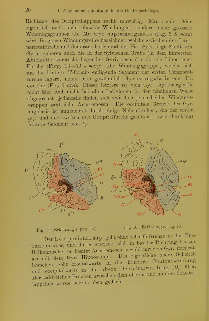 Richtung des Occipitallappens reclit schwierig. Man sondert hier eigentlich auch nicht einzelne Windungen, sondern mehr grössere Windungsgruppen ab. Mit Gyr. supramarginalis (Fig. 5 S marrj) wird die ganze Windungsreihe bezeichnet, welche zwischen der Inter- parietalfurche und dem ram. horizontal, der Fiss. Sylv. liegt. Zu diesem G-yrus gehören auch die in der Sylvischen G-rube (in dem hintersten Abschnitte) versteckt liegenden G-yri, resp. die dorsale Lippe jener Furche (Figg. 13—19 5 marg). Die Windungsgruppe , welche sich um das hintere, T-förmig endigende Segment der ersten Temporal- furche lagert, nennt man gewöhnlich G-yrus angularis oder Pli courbe (Fig. 5 ang). Dieser letztere ist vom G-yr. supramarginalis nicht klar und nicht bei allen Individuen in der nämlichen Weise abgegrenzt; jedenfalls finden sich zwischen jenen beiden Windungs- gruppen zahlreiche Anastomosen. Die occipitale G-renze des G-yr. angularis ist angedeutet durch einige Nebenfurchen, die der ersten (^Oj) und der zweiten (o,) Occipitalfurche gehören, sowie durch das hintere Segment von t^. Fig. 9. (Erklärung s. pag. 23.) Fig. 10. (Erklärung s. pag. 23.) Der Lob. parietal, sup. geht ohne scharfe Grenze in den Prä- cuneus über, und dieser erstreckt sich in basaler Richttmg bxs zm' Balkenfurche er besitzt Anastomosen sowohl -t dem Gyr. fomj . als mit dem Gyr. Hippocampi. Das eigenthche obere Scheitel- iL'en geht frontalwärts in die hintere Centraiwindung S occipftalwärts in die obere Occipitalwindung Der zahlreichen Brücken zwischen dem oberen und unteren Scheitel- läppchen wurde bereits oben gedacht.