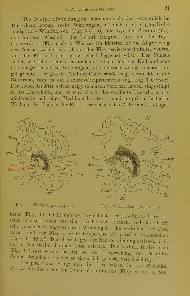 Die Occipitalwindungen. Man mitersclieidet gewölmlich im Hinterhauptlappen sechs Windungen, nämlich, drei eigentliche occipitale Windungen (Fig. 5 Oi, 0^ und Og), den Cuneus (Cu), den hinteren Abschnitt des Lobul. linguaL (LI) und den G-yr. descendens (Fig. 5 desc). Weitaus am klarsten ist die Abgrenzung des Cimeus, -welcher dorsal von der Fiss. parieto-occipitalis, ventral von der Fiss. calcarina ganz scharf begrenzt wird. Der Cuneus bildet, wie schon sein Name andeutet, einen richtigen Keil und ent- hält einige secundäre Windungen, die indessen wenig constant an- gelegt sind. Der grösste Theil der Cuneusrinde liegt versteckt in der Calcarina-, resp. in der Parieto-Occipitalfurche (vgl. Fig. 7 Cuneus). Der Boden der Fiss. calcar. zeigt sich nach vorn und lateral eingestülpt in das Hinterhorn, und es wird die in das eröffnete Hinterhorn pro- minierende, mit einer Marklamelle (strat. cunei proprium) bedeckte Wölbmig des Bodens der Fiss. calcarina als das Calcar avis (Yogel- Fig. 11. (Erklärang s. pag. 23.) Fig. 12. (Erklärung s. pag. 23.) klaue (Figg. 10 und 11 Calc av) bezeichnet. Der Lobulus lingual, setzt sich zusammen aus einer Eeihe von kleinen, individuell oft sehr verschieden angeordneten Windungen, die zwischen der Fiss. calcar. und der Fiss. occipito-temporalis oft parallel dahinziehen (Figg. 9 — 12 LI). Die obere Lippe der Zungenwindung erstreckt sich tief m den Occipitallappen (Fiss. calcar.). Der Lobul. fusiformis (J^ig. 6 Lfus) wurde bereits bei der Besprechung der Occipito- lemporalwmdung, zu der er eigentlich gehört, berücksichtigt. üccipitalwärts zweigt sich die Fiss. calcar. in zwei Schenkel ab, welche den schmalen Gyrus descendens (Figg. 6 und 8, desc)