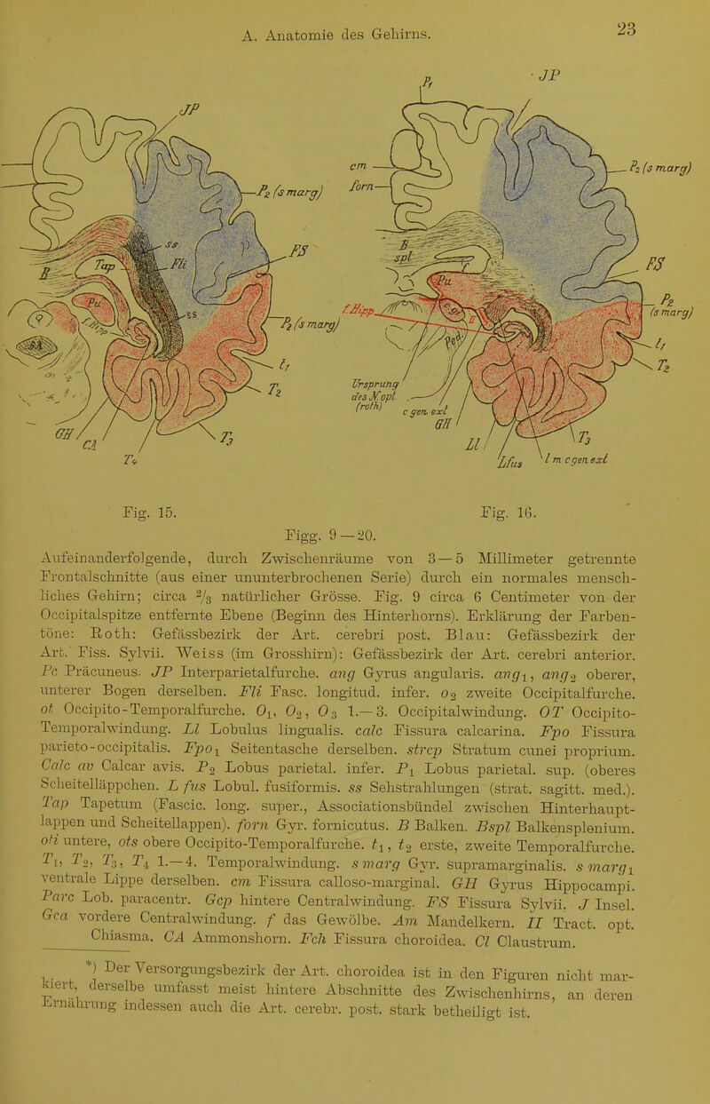 Fig. 15. Fig. 16. Figg. 9 —ÜÜ. Aufeinanderfolgende, durch Zwischenräume von 3 — 5 Millimeter getrennte Frontalschnitte (atis einer ununterbrochenen Serie) durch ein normales mensch- liches Gehirn; circa % natürlicher Grösse. Fig. 9 circa 6 Centimeter von der Occipitalspitze entfernte Ebene (Beginn des Hinterhorns). Erklärung der Farben- töne: Roth: Gefässbezirk der Art. cerebri post. Blau: Gefässbezirk der Art.' Fiss. Sylvii. Weiss (im Grosshirn): Gefässbezirk der Art. cerebri anterior. Pc Präcuneus. JP Interparietalfurche. ang Gyrus angularis, avgi, ang^ oberer, xinterer Bogen derselben. Fli Fase, longitud. infer. zweite Occipitalfurche. ot Occipito-Temporalfurche. Oi, O2, O3 1.—3. Occipitalwindung. OT Occipito- Temporalwinduug. LI Lobulus lingualis. calc Fissura calcarina. Fpo Fissura parieto-occipitalis. Fpoi Seitentasche derselben, strcp Stratum cunei proprium. Calc av Calcar avis. P^ Lobus parietal, infer. P^ Lobus parietal, .sup. (oberes Sclieitelläppchen. L fus Lobul. fusiformis. ss Sehstrahlungen (strat, sagitt. med.), Tap Tapetum (Fascic. long, super., Associationsbündel zwischen Hinterhaupt- lappen und Scheitellappen), forn Gyi-. fornicutus. B Balken. Bspl Balkensplenium. oH untere, ots obere Occipito-Temporalfurche. ifi, ^3 erste, zweite Temporalfurche, ^1) ^2, ^;5, r.i 1.—4. Temporalwindung, smarg Gyr, supramarginalis, smargi ventrale Lippe derselben, cm Fissura calloso-marginal. GH Gyrus Hippocampi. Parc Lob. paracentr. Gcp hintere Centraiwindung. FS Fissura Sylvii, J Insel, Gca vordere Centraiwindung. / das Gewölbe. Am Mandelkern. II Tract. opt! Chia.sma. CA Ammonshorn. Feh Fissura choroidea. Cl Claustrum. *) Der Versorgungsbezirk der Art. choroidea ist in den Figuren nicht mar- iaert derselbe umfasst meist hintere Abschnitte des Zwischenhirns, an deren Lrnahrung indessen auch die Art. cerebr. post. stark betheiligt ist