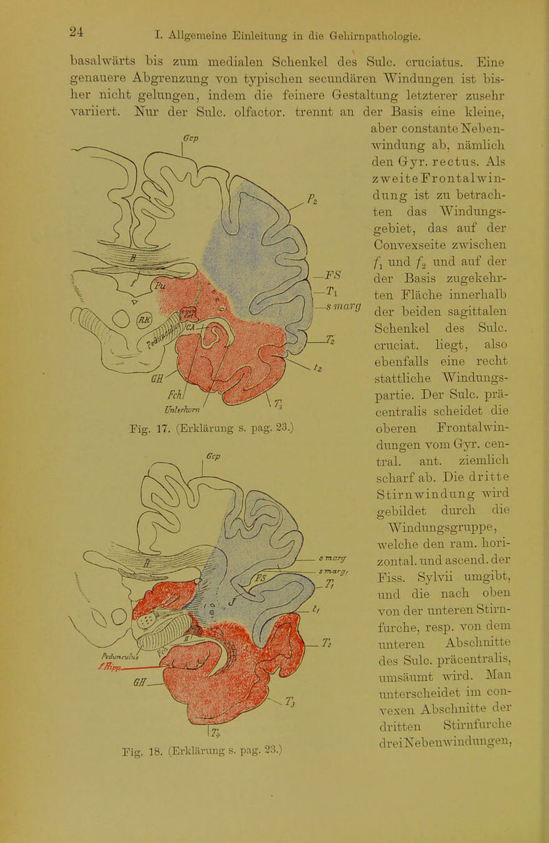 lier variiert niclit gelungen, Nur basalwärts bis zum medialen Sclienkel des Sulc. cruciatus. Eine genauere Abgrenzung von typisclien secundären Windungen ist bis- indem die feinere Gestaltung letzterer zuselir der Sulc. olfactor. trennt an der Basis eine kleine, aber constante Neben- windung ab, nämlicli den Gyr. rectus. Als zweite Frontal Win- dung ist zu betrach- ten das Windungs- gebiet, das auf der Convexseite zwischen und /a und auf der der Basis zugekehr- ten Fläche imierhalb der beiden sagittalen Schenkel des Sulc. cruciat. liegt, also ebenfalls eine recht stattliche AA'^indungs- partie. Der Sulc. prä- centralis scheidet die dungen vom Gjv. cen- tral, ant. ziemlich scharf ab. Die dritte Stirnwindung wird gebildet durch die Windungsgruppe, welche den ram. hori- zontal, und ascend. der Fiss. Sylvii umgibt, und die nach oben von der unteren Stirn- furche, resp. von dem imteren Abschnitte des Sulc. präcentralis, umsäumt wird. Man unterscheidet im con- vexen Abschnitte der dritten Stirnfurche „,^^1.. dreiNebenwindungeu, Fig. 18. (Erldilning s. pag. 23.) Mi ühhrhorn