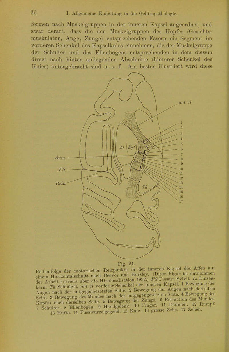 formen nach Muskelgruppen in der inneren Kapsel angeordnet, und zwar derart, dass die den Muskelgruppen des Kopfes (Gesichts- muskulatur, Auge, Zimge) entsprechenden Fasern ein Segment im vorderen Schenkel des Kapselknies einnehmen, die der Muskelgruppe der Schulter und des Ellenbogens entsprechenden in dem diesem direct nach hinten anliegenden Abschnitte (hinterer Schenkel des Knies) untergebracht sind u. s. f. Am besten illustriert wird diese ant ci Fig. 24. Reihenfolge der motorisclien Eeizpunkte in der inneren Kapsel des Affen aut Snem Ho?Lontalschnitt nach Beevor und Horsley. (Diese Figur xst en Bommen der Arbeit Ferriers über die Hii-nlocalisation lö92.) FS Fissura Sy vn. Lt Lnisen- TrSehhügel. ant ci vorderer Schenkel der inneren Kapsel. 1 B^eg-ung der Ai ^^n nach dei entgegengesetzten Seite. 2 Bewegung der Augen nach derselben Seirs Bewe^ng desllund^ nach der entgegengesetzten Seite 4 Bewegung des Kols nach dersflben Seite. 5 Bewegung der Zunge. 6 Eetraction des Mmjdes. rlchulter 8 Ellenbogen. 9 Handgelenk. 10 Finger. 11 Baumen. 12 Eumpt. 13 Hüfte. 14 Fulswurzelgegend. 15 Knie. 16 grosse Zehe. 17 Zehen.