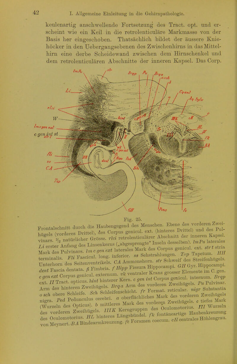 keulenartig anscliwellende Fortsetzung des Tract. opt. und er- scheint wie ein Keil in die retrolenticuläre Markmasse von der Basis lier eingeschoben. Thatsächlich bildet der äussere Knie- höcker in den Uebergangsebenen des Zwischenhirns in das Mittel- hirn eine derbe Scheidewand zwischen dem Hirnschenkel und dem retrolenticulären Abschnitte der inneren Kapsel. Das Corp. 90 osck w c ge.nj,in^ st P.„ntalschnitt duvcU Haub»gege„d ^''^ ^•'-f.^'^'TltLr'^te^^t , / T -n •4-*-^!^ fla« rinrnns o-enicul. Bxt. (hinteres Drittel) una aes jrui HZt^ti:S^^l^r...<..^s (.a.g..pr..gta Insel, desselben). ^».P» ~ dent Fascia dentata. fi Fimbna. f ^'PP ^ ^3^^, Elemente im C. gen. r.risrÄrn:f£^^ „ig,a. P..i Pedunenlus J/^^*^^^^^ c tiefes Mavk iWui-zeln des OpUeus). b '^f^;''']^^:^^,^^^, 5c.lomotonns. III Wurzeln des vorderen Zweibi.gels. ■'^'^ ^'^8^''™ ° f„„„„eartise Haubenkreu^ung des Oculomotorins. //L hinteres L-gsb'n^M^/J^^^^^^^^^^ von Meynert..S4 Bindearmkreuzung, fc Foiamen coecum.