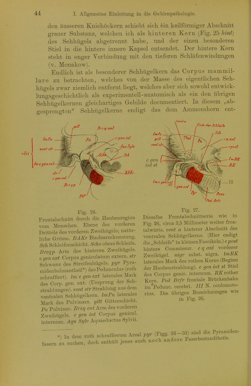 den äusseren Knieliöckern schiebt sich öin keilförmiger Abschnitt grauer Substanz, welchen ich als hinteren Kern (Fig. 25 hint) des Sehhügels abgetrennt habe, und der einen besonderen Stiel in die hintere innere Kapsel entsendet. Der hintere Kern steht in enger Verbindung mit den tieferen Schläfenwindungen (v. Monakow). Endlich ist als besonderer Sehhügelkern das CoriDus mammil- lare zu betrachten, welches von der Masse des eigentlichen Seh- hügels zwar ziemlich entfernt liegt, welches aber sich sowohl entwick- Inngsgeschichtlich als experimentell-anatomisch als ein den übrigen Sehhügelkernen gleichartiges Gebilde documentiert. In diesem ,,ab- gesprengten Sehhügelkerne endigt das dem Ammonshorn ent- .ven/ EnJ, cUr Schltif» Sch fmcgenfxl c gen int st Fig. 26. Frontalsclmitt durch die Haubenregion vom Menschen. Ebene des vorderen Drittels des vorderen Zweihügels; natür- liche Grösse. DAKr Bindearmkreuzung. Seil Sclileifenschicht. Sehn obere Schleife. Brcqp Arm des hinteren Zweihügels, c qen ext Corpus genicrüatum extern, str Schwanz des Streifenhügels, j^yr ^T^' midenbahnantheil*) des Pedunculus (roth schraffiert). Im c gen ext laterales Mark des Corp. gen. ext. (Ursprung der Seh- strahlungen), vent str Strahlung aus dem ventralen Sehhügelkern. ZmPw laterales Mark des Pulvinars. gitt Gitterschicht. P« Piüvinar. Brcq ant Arm des vorderen Zweihügels, c gen int Corpus genicul. intemum. Agu Sylv Aquaeductus Sylvii. :r^7dem roth schraffierten Areal pyr (Figg. 26^32) sind ^^J^^^'^'^- fasen. zu suchen, doch enthalt jenes auch noch andere Faserbestandthefie. Fig. 27. Dieselbe Frontalschnittserie wie in Fig. 26, circa 3,5 MüHmeter weiter fron- talwärts. vent a hinterer Abschnitt des ventralen Sehhügellverns. (Hier endigt die „Schleife in IdeinenFascikeln.) cpost hintere Commissur. c q ant vorderer Zweihügel, nigr subst. nigra. hnRK laterales Mark des rothen Kerns (Beginn der Haubenstrahlung), c gen int st Stiel des Corpus genic. internum. PjST rother Kern. Peel Brfr frontale Brückenbahn im'Pedunc. cerebri. III N. oculomoto- rius. Die übrigen Bezeichnungen wie in Fig. 26.