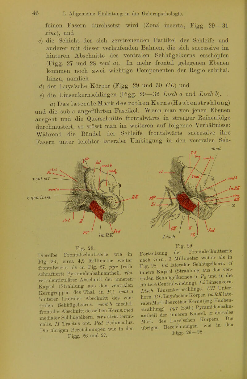 feinen Fasern durchsetzt wird (Zona incerta, Figg. 29 — 31 0mc), und c) die Scliiclit der sich zerstreuenden Partikel der Schleife und anderer mit dieser verlaufenden Bahnen, die sich successive im hinteren Abschnitte des ventralen Sehhügelkerns erschöpfen (Figg. 27 und 28 vent a). In mehr frontal gelegenen Ebenen kommen noch zwei wichtige Componenten der Regio subthal. hinzu, nämlich d) der Luys'sche Körper (Figg. 29 und 30 CL) und e) die Linsenkernschlingen (Figg. 29—32 Lisch a und Lisch b). a) Das laterale Mark des rothen Kerns (Haubenstrahlung) und die sub c angeführten Fascikel. Wenn man von jenen Ebenen ausgeht und die Querschnitte frontalwärts in strenger Reihenfolge durchmustert, so stösst man im weiteren auf folgende Verhältnisse: Während die Bündel der Schleife frontalwärts successive ihre Fasern unter leichter lateraler Umbiegmig in den ventralen Seh- med Tat vent str c gen intst Fig. 28. Fig. 29. Dieselbe Frontalscluiittserie wie in Fig. 26, circa 4,2 Millimeter weiter frontalwärts als in Fig. 27. pyr (roth .sctraffiert) Pyramidenbahnantlieil. rlci retrolenticulärer Abschnitt der inneren Kapsel (Strahhmg aus den ventralen Kerngrtxppen des Thal, in PgV vent a hinterer lateraler Abschnitt des ven- tralen Sehhügelkerns, vent b medial- frontaler Abschnitt desselben Kerns, med medialer Sehhügelkern, strt stria termi- nalis. // Tractus opt. Fed Pedunculus. Die übrigen Bezeichnungen wie in den Figg. 2Ü-28. Figg. 26 und 27.