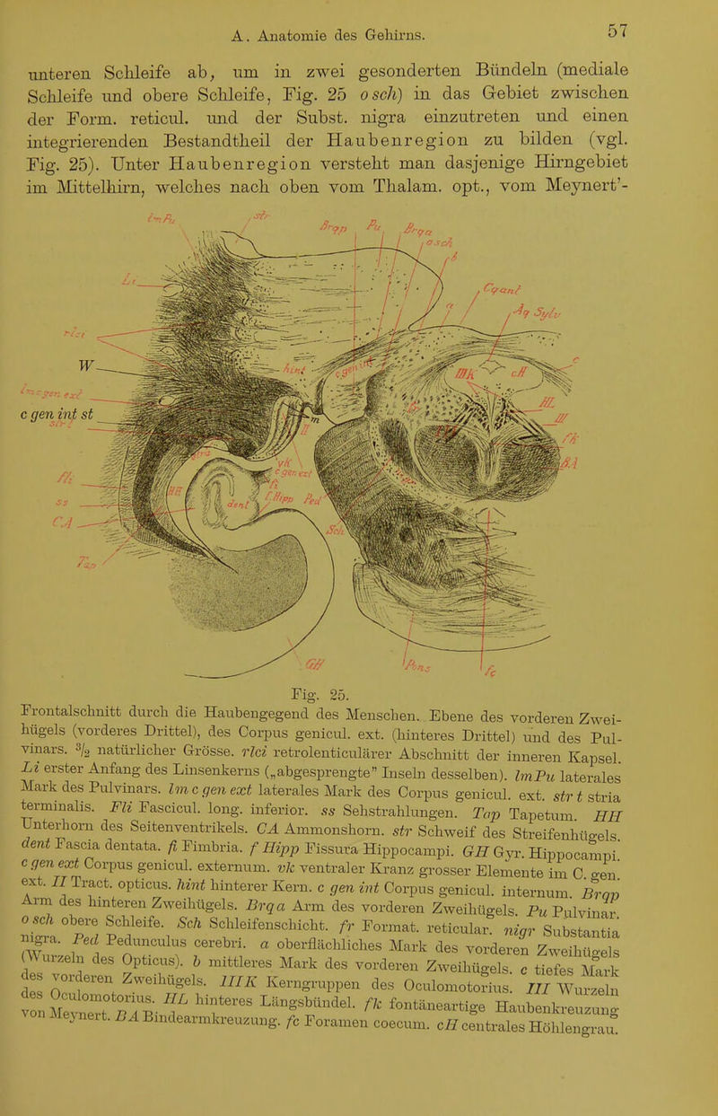 iinteren Schleife ab, um in zwei gesonderten Bündeln (mediale Schleife imd obere Schleife, Fig. 25 osch) in das Gebiet zwischen der Form, reticul. und der Subst. nigra einzutreten und einen integrierenden Bestandtheil der Haubenregion zu bilden (vgl. Fig. 25). Unter Haubenregion versteht man dasjenige Hirngebiet im Mittelhirn, welches nach oben vom Thalam. opt., vom Meynert'- c gen int st Fig. 25. — Frontalschnitt durcli die Haubengegend des Menschen. Ebene des vorderen Zwei- hügels (vorderes Drittel), des Corpus genicul. ext. (hinteres Drittel) und des Pul- vinars. s/^ natürlicher Grösse, rlci retrolenticulärer Abschnitt der inneren Kapsel Li erster Anfang des Lmsenkerns („abgesprengte Inseha desselben). ImPu laterales Mark des Pulvinars. Im c gen ext laterales Mark des Corpus geniciü. ext s^r^ stria terminalis. Fli Fascicul. long, inferior, ss Seh Strahlungen. Top Tapetum HH Unterhorn des Seitenventrikels. CA Ammonshorn. str Schweif des Streifenhügels rfen^ Fascia dentata. /? Fimbria. / Fissura Hippocampi. Gi? Gyr. Hippocamni' c gen ext Corpus genicul. externum. vk ventraler Kranz grosser Elemente im C gen T' -'{^''f °P*^^^^«- ^^^ hinterer Kern, c gen int Corpus genicul. internum Brav Arm des hinteren Zweihügels. Brqa Arm des vorderen Zweihügels. Pulvinar ^i' XI vT\ 'f^^^'- ^- ~f nigr 1 . cerebri. a oberflächliches Mark des vorderen Zweihüo-els (Wurzeln des Opticus). 6 mittleres Mark des vorderen Zweihügels o ttel Mal d OcTZ Zweihügels. IHK Kerngruppen des Oculomotorius. IH W.^:^, tnMevnr ZB-^ fontäneartige Haubenkreuzu g Meynert. BA Bmdearmkreuzung. fc Foramen coecum. cH centrales Höhlen^rau