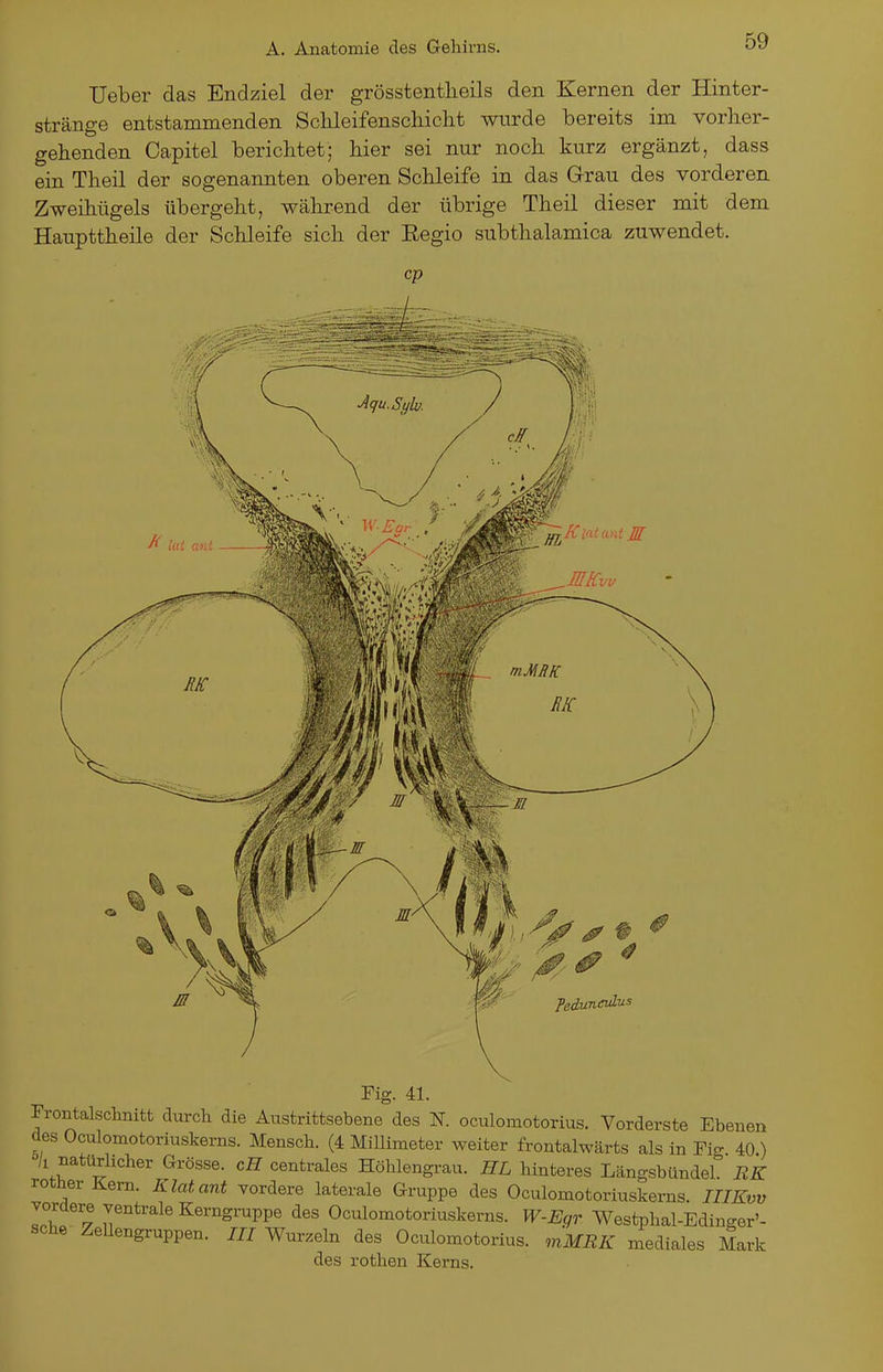Ueber das Endziel der grösstentheils den Kernen der Hinter- stränge entstammenden SclileifenscMclit wurde bereits im vorher- gebenden Capitel berichtet; bier sei nur noch kurz ergänzt, dass ein Theil der sogenannten oberen Schleife in das Grau des vorderen Zweibügels übergeht, während der übrige Theil dieser mit dem Haupttheile der Schleife sich der Eegio subthalamica zuwendet. cp ^ KU feiwieuLus Fig. 41. Frontalschnitt durch die Austrittsebene des N. oculomotorius. Vorderste Ebenen des Oculomotoriuskerns. Mensch. (4 Millimeter weiter frontalwärts als in Fio- 40 ) »/i natürlicher Grösse, ci? centrales Höhlengrau. HL hinteres LängsbündeL RK rother Kern. Klatant vordere laterale Gruppe des Oculomotoriuskerns. lUKvv vorüere venti-ale Kerngrappe des Oculomotoriuskerns. W-Eqv Westphal-Edinger'- sche ZeUengruppen. /// Wurzeln des Oculomotorius. mUEK mediales Mark des rothen Kerns.
