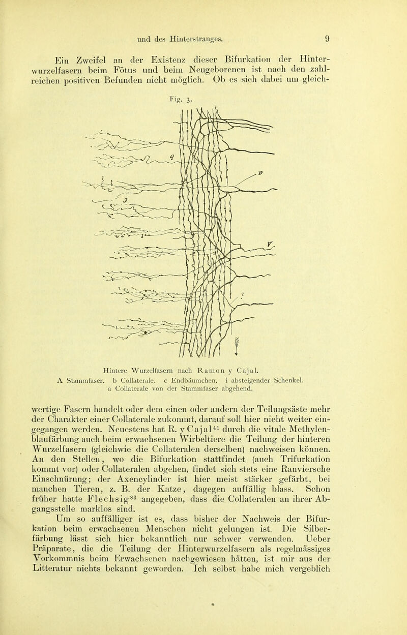 Ein Zweifel an der Existenz dieser Bifurkation der Hinter- wnrzelfasern beim Fötus und beim Neugeborenen ist nach den zahl- reichen positiven Befunden nicht möglich. Ob es sich dabei um gleich- Fig. 3- wertige Fasern handelt oder dem einen oder andern der Teilungsäste mehr der Charakter einer Collaterale zukommt, darauf soll hier nicht weiter ein- gegangen werden. Neuestens hat R. y Cajal11 durch die vitale Methylen- blaufärbung auch beim erwachsenen Wirbeltiere die Teilung der hinteren Wurzelfasern (gleichwie die Collateralen derselben) nachweisen können. An den Stellen, wo die Bifurkation stattfindet (auch Trifurkation kommt vor) oder Collateralen abgehen, findet sich stets eine Ranviersche Einschnürung; der Axencylinder ist hier meist stärker gefärbt, bei manchen Tieren, z. B. der Katze, dagegen auffällig blass. Schon früher hatte Flechsig83 angegeben, dass die Collateralen an ihrer Ab- gangsstelle marklos sind. Um so auffälliger ist es, dass bisher der Nachweis der Bifur- kation beim erwachsenen Menschen nicht gelungen ist. Die Silber- färbung lässt sich hier bekanntlich nur schwer verwenden. Ueber Präparate, die die Teilung der Hinterwurzelfasern als regelmässiges Vorkommnis beim Erwachsenen nachgewiesen hätten, ist mir aus der Litteratur nichts bekannt geworden. Ich selbst habe mich vergeblich