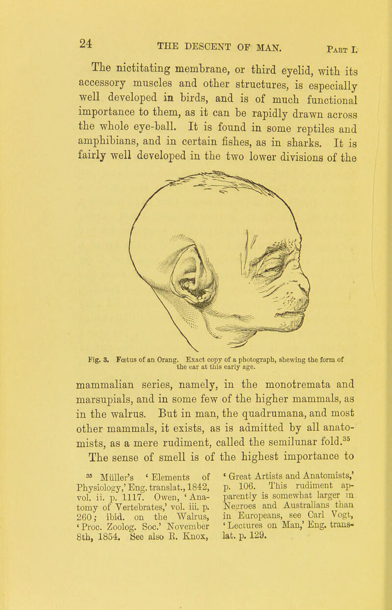 Part I. The nictitating membrane, or third eyelid, with its accessory muscles and other structures, is especially well developed in birds, and is of much functional importance to them, as it can be rapidly drawn across the whole eye-ball. It is found in some reptiles and amphibians, and in certain fishes, as in sharks. It is fairly well developed in the two lower divisions of the Fig. 3. Foetus of an Orang. Exact copy of a photograph, shewing the form of the ear at this early age. mammalian series, namely, in the monotremata and marsupials, and in some few of the higher mammals, as in the walrus. But in man, the quadrumana, and most other mammals, it exists, as is admitted by all anato- mists, as a mere rudiment, called the semilunar fold.^^ The sense of smell is of the highest importance to ^ Miiller's ' Elements of Physiology,' Eng. translat., 1842, vol. ii. p. 1117. Owen, ' Ana- tomy of Vertebrates,' vol. iii. p. 260; ibid, on the Walrus, ' Proc. Zoolog. Soc' November 8th, 1854. See also E. Knox, ' Great Artists and Anatomists,' p. 106. This rudiment ap- parently is somewhat larger lu NeL'roes and Australians than in Europeans, see Carl Vogt, 'Lectures on Man,' Eng. trans- lat. p. 129.