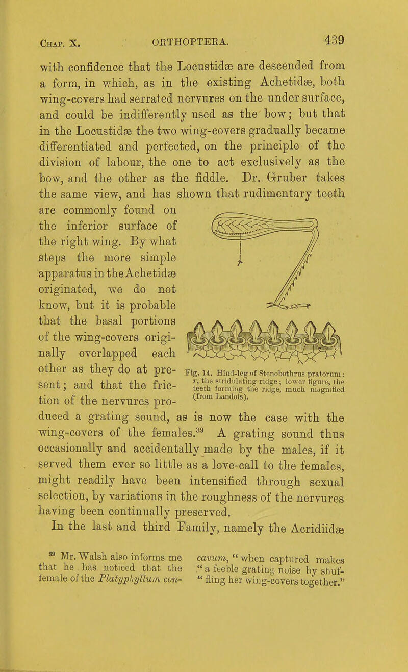 with confidence that the Locustidae are descended from a form, in which, as in the existing Achetidae, both wing-covers had serrated nervures on the under surface, and could be indifferently used as the bow; but that in the Locustidae the two wing-covers gradually became differentiated and perfected, on the principle of the division of labour, the one to act exclusively as the bow, and the other as the fiddle. Dr. Gruber takes the same vioAv, and has shown that rudimentary teeth are commonly found on the inferior surface of the right wing. By what steps the more simple apparatus in the Achetidas originated, we do not know, but it is probable that the basal portions of the wing-covers origi- nally overlapped each other as they do at pre- Fig. U. nind-legof Stenoboth™spratorum: SPnt- an(\ thai tbp fric n the siridnhiting rklge; lower figure, the bUUl, dUU TiUai me IllC- teeth forming the riuge, much magnified tion of the nervures pro- ^fom Landois). duced a grating sound, as is now the case with the wing-covers of the females.^^ A grating sound thus occasionally and accidentally made by the males, if it served them ever so little as a love-call to the females, might readily have been intensified through sexual selection, by variations in the roughness of the nervures having been continually preserved. In the last and third Family, namely the Acridiidte Mr. Walsh also informs me that he has noticed that the iemale of the Flatypliylluia con- cavum,  when capti;red makes  a fteble grating nuise by shuf-  fliDg her whig-covers together.