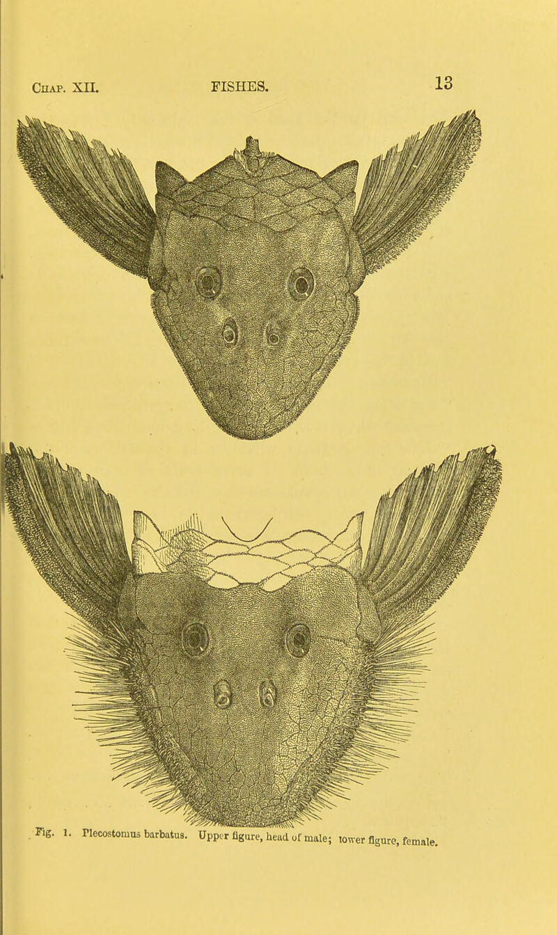 Fig. 1. riecostomns barbatus. Upper figure, head of male; wwer figure, female.