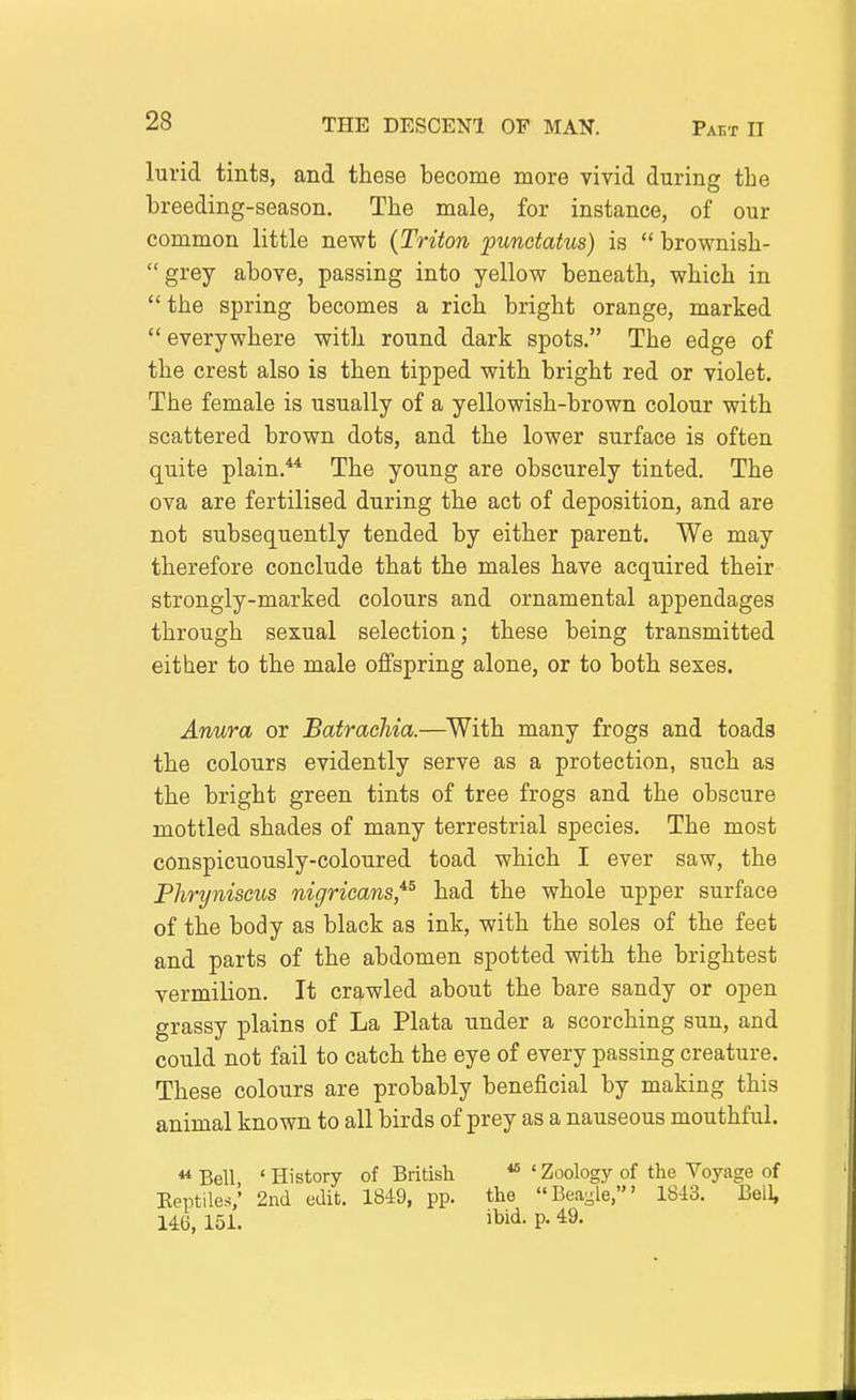 lurid tints, and these become more vivid during the breeding-season. The male, for instance, of our common little newt {Triton puncfatus) is brownish- grey above, passing into yellow beneath, which in  the spring becomes a rich bright orange, marked  everywhere with round dark spots. The edge of the crest also is then tipped with bright red or violet. The female is usually of a yellowish-brown colour with scattered brown dots, and the lower surface is often quite plain.** The young are obscurely tinted. The ova are fertilised during the act of deposition, and are not subsequently tended by either parent. We may therefore conclude that the males have acquired their strongly-marked colours and ornamental appendages through sexual selection; these being transmitted either to the male offspring alone, or to both sexes. Anura or Batrachia.—With many frogs and toads the colours evidently serve as a protection, such as the bright green tints of tree frogs and the obscure mottled shades of many terrestrial species. The most conspicuously-coloured toad which I ever saw, the Phryniscus nigricans,'^^ had the whole upper surface of the body as black as ink, with the soles of the feet and parts of the abdomen spotted with the brightest vermilion. It crawled about the bare sandy or open grassy plains of La Plata under a scorching sun, and could not fail to catch the eye of every passing creature. These colours are probably beneficial by making this animal known to all birds of prey as a nauseous mouthful. **Bell 'History of British Zoology of the Voyage of Eeptiles,' 2nd edit. 1849, pp. the Beagie,' 1843. Bell, 146, 151. ibid. p. 49.