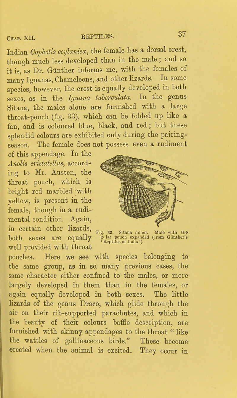 Indian CophoUs ceijlanica, the female has a dorsal crest, though much less developed than in the male; and so it is, as Dr. Giinther informs me, with the females of many Iguanas, Chameleons, and other lizards. In some species, however, the crest is equally developed in both sexes, as in the Iguana tuhereulata. In the genus Sitana, the males alone are furnished with a large throat-pouch (fig. 33), which can be folded up like a fan, and is coloured blue, black, and red; but these splendid colours are exhibited only during the pairing- season. The female does not possess even a rudiment of this appendage. In the Anolis cristatellus, accord- ing to Mr. Austen, the throat pouch, which is bright red marbled 'with yellow, is present in the female, though in a rudi- mental condition. Again, in certain other lizards, ^. . „, Fig. 33. Sitana minor. Male with tho both sexes are equally gnlar poucb expanded (.Irom GUmher's ^ ' Reptiles of India'). well provided with throat pouches. Here we see with species belonging to the same group, as in so. many previous cases, the same character either confined to the males, or more largely developed in them than in the females, or again equally developed in both sexes. The little lizards of the genus Draco, which glide through the air on their rib-supported parachutes, and which in the beauty of their colours baffle description, are furnished with skinny appendages to the throat  like the wattles of gallinaceous birds. These become erected when the animal is excited. They occur in