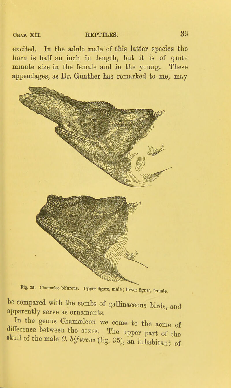 excited. In the adult male of this latter species the horn is half an inch in length, hut it is of quite minute size in the female and in the young. These appendages, as Dr. Giinther has remarked to me, may- Fig. 35. Clmmsleo bifurcus. Upper figure, male; lower figure, female. be compared with the combs of gallinaceous birds, and apparently serve as ornaments. In the genus Chameleon we come to the acme of difference between the sexes. The upper part of the Bkull of the male C. Ufurcus (fig. 35), an inhabitant of