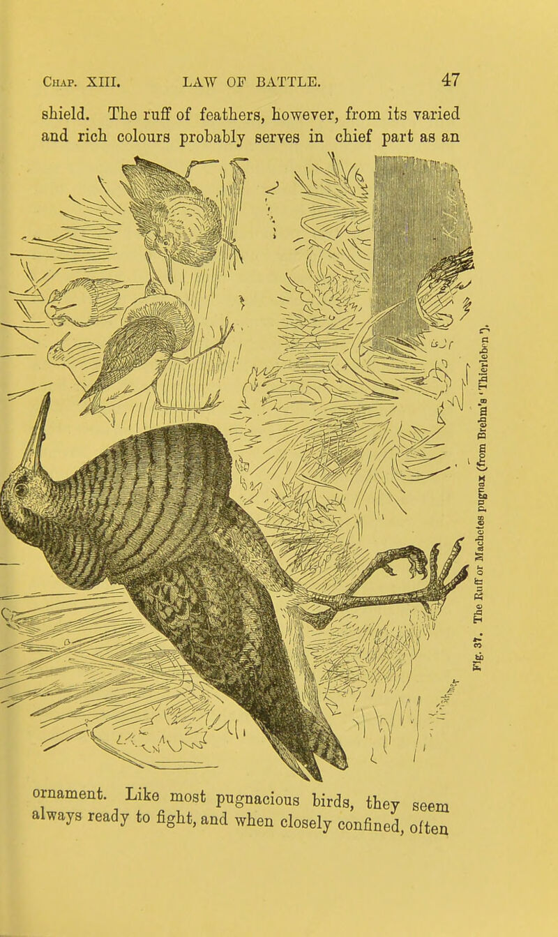 shield. The ruff of feathers, however, from its varied and rich colours probably serves in chief part as an ornament. Like most pugnacious birds, they seem always ready to fight, and when closely confined, often