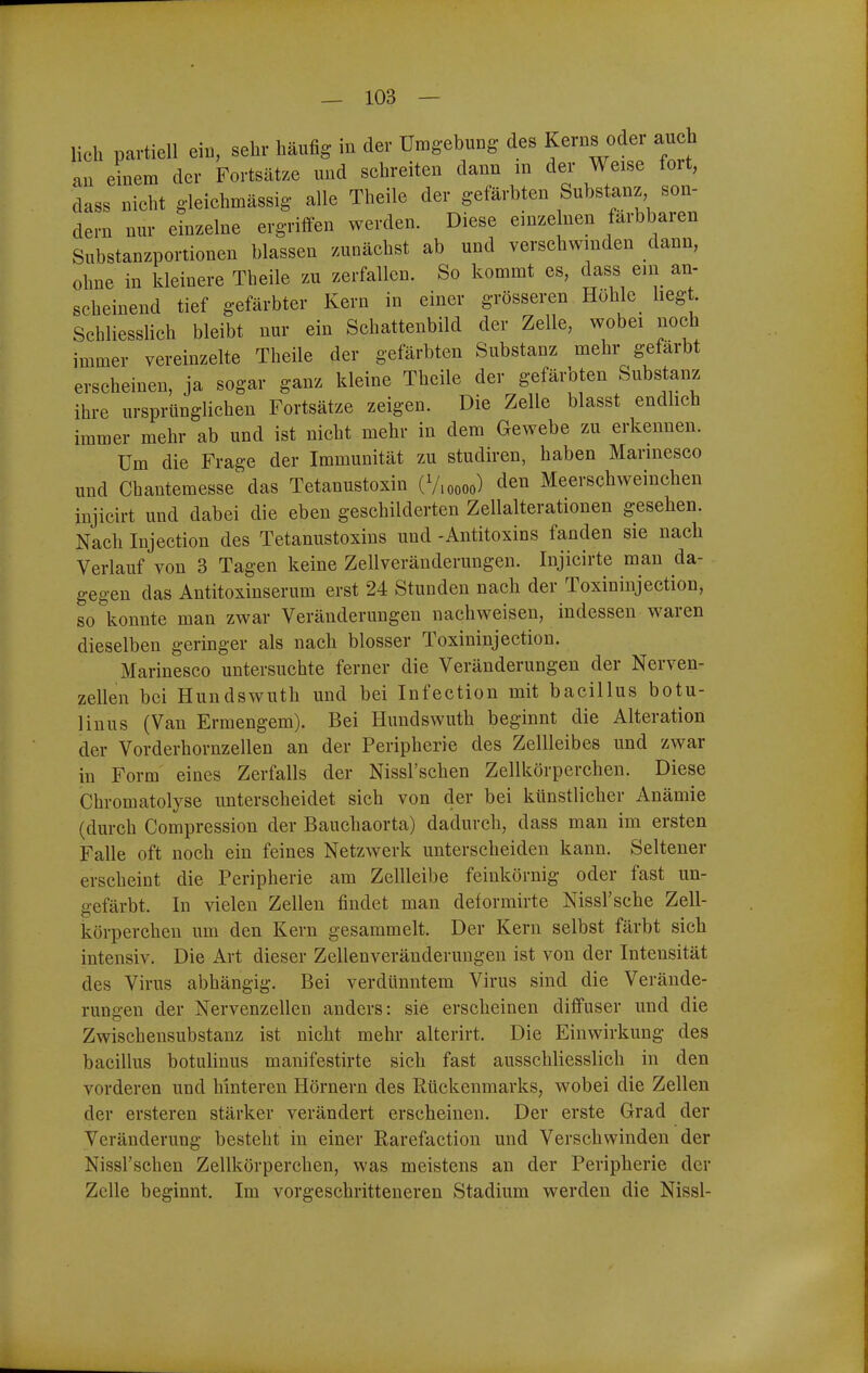 lieh partiell ein, sehr häufig in der Umgebung des Kerns oder auch an ehiem der Fortsätze und schreiten dann in der Weise fort, dass nicht g-leichmässig alle Theile der gefärbten Substanz son- dern nur einzelne ergriffen werden. Diese einzelnen farbbaren Substanzportionen blassen zunächst ab und verschwinden dann, ohne in kleinere Theile zu zerfallen. So kommt es, dass ein an- scheinend tief gefärbter Kern in einer grösseren Höhle hegt. SchliessHch bleibt nur ein Schattenbild der Zelle, wobei noch immer vereinzelte Theile der gefärbten Substanz mehr gefärbt erscheinen, ja sogar ganz kleine Theile der gefärbten Substanz ihre ursprünglichen Fortsätze zeigen. Die Zelle blasst endhch immer mehr ab und ist nicht mehr in dem Gewebe zu erkennen. Um die Frage der Immunität zu studiren, haben Marmesco und Chantemesse das Tetanustoxin (V.oooo) den Meerschweinchen injicirt und dabei die eben geschilderten Zellalterationen gesehen. Nach Injection des Tetanustoxins und -Antitoxins fanden sie nach Verlauf von 3 Tagen keine Zellveräuderungen. Injicirte man da- gegen das Antitoxinserum erst 24 Stunden nach der Toxininjection, so konnte man zwar Veränderungen nachweisen, indessen waren dieselben geringer als nach blosser Toxininjection. Marinesco untersuchte ferner die Veränderungen der Nerven- zellen bei Hundswuth und bei Infection mit bacillus botu- linus (Van Ermengem). Bei Hundswuth beginnt die Alteration der Vorderhornzellen an der Peripherie des Zellleibes und zwar in Form eines Zerfalls der Nissl'schen Zellkörperchen. Diese Chromatolyse unterscheidet sich von der bei künstlicher Anämie (durch Compression der Bauchaorta) dadurch, dass man im ersten Falle oft noch ein feines Netzwerk unterscheiden kann. Seltener erscheint die Peripherie am Zellleibe feinkörnig oder fast un- gefärbt. In vielen Zellen findet man deformirte Nissl'sche Zell- körperchen um den Kern gesammelt. Der Kern selbst färbt sich intensiv. Die Art dieser Zellenveränderuugen ist von der Intensität des Virus abhängig. Bei verdünntem Virus sind die Verände- rungen der Nervenzellen anders: sie erscheinen diffuser und die Zwischensubstanz ist nicht mehr alterirt. Die Einwirkung des bacillus botuhnus mauifestirte sich fast ausschliesslich in den vorderen und hinteren Hörnern des Rückenmarks, wobei die Zellen der ersteren stärker verändert erscheinen. Der erste Grad der Veränderung besteht in einer Rarefaction und Verschwinden der Nissl'schen Zellkörperchen, was meistens an der Peripherie der Zelle beginnt. Im vorgeschritteneren Stadium werden die Nissl-