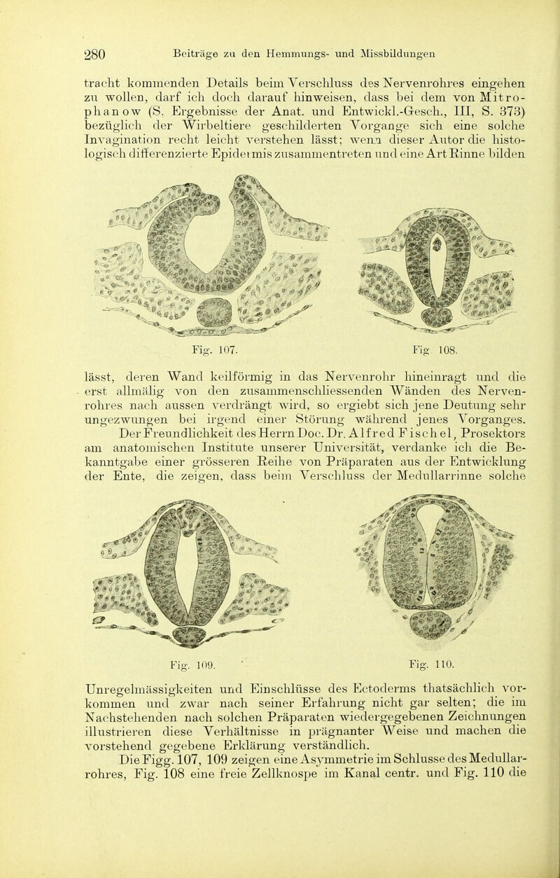 tracht kommenden Details beim Verschluss des Nervenrolires eingehen zu wollen, darf ich doch darauf hinweisen, dass hei dem von Mitro- phanow (S. Ergebnisse der Anat. und Entwickl.-Gesch., III, S. 373) bezüglich der Wirbeltiere geschilderten Vorgänge sich eine solche Invagination recht leicht verstehen lässt; wen:a dieser Autor die histo^ logisch differenzierte Epidet mis zusammentreten und eine Art Einne bilden lässt, deren Wand keilförmig in das Nervenrohr hineinragt und die erst allmäHg von den zusammenschliessenden Wänden des Nerven- rohres nach aussen verdrängt wird, so ergiebt sich jene Deutung sehr ungezwungen bei irgend einer Störung während jenes Vorganges. Der Freundlichkeit desHerrnDoc. Dr. Alfred Eise hei, Prosektors am anatomischen Institute unserer Universität, verdanke ich die Be- kanntgabe einer grösseren Reihe von Präparaten aus der Entwicklung der Ente, die zeigen, dass beim Verschluss der Medullarrinne solche Fig. 109. ■ Fig. 110. Unregelmässigkeiten und Einschlüsse des Ectoderms thatsächlich vor- kommen und zwar nach seiner Erfahrung nicht gar selten; die im Nachstehenden nach solchen Präparaten wiedergegebenen Zeichnungen illustrieren diese Verhältnisse in prägnanter Weise und machen die A^orstehend gegebene Erklärung verständlich. DiePigg. 107, 109 zeigen eine Asymmetrie im Schlüsse des Medullar- rohres, Fig. 108 eine freie Zellknospe im Kanal centr. und Fig. 110 die