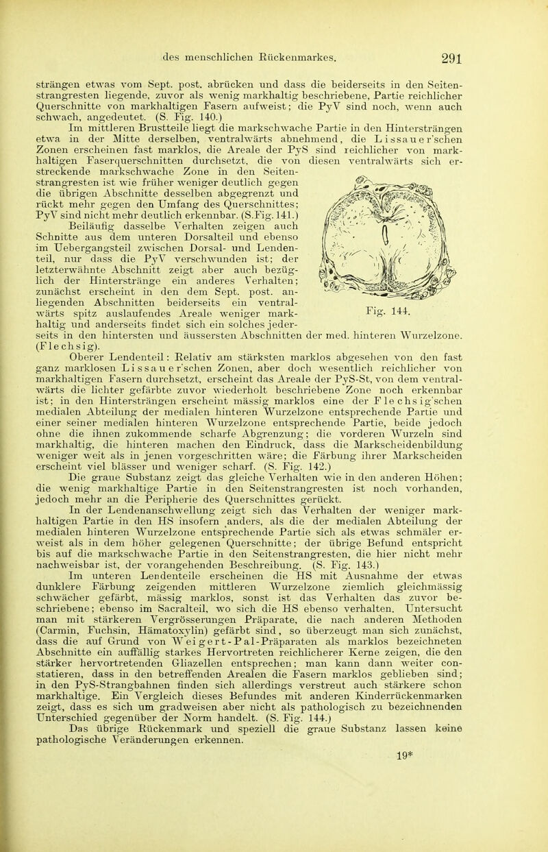 strängen etwas vom Sept. post, abrücken und dass die beiderseits in den Seiten- strangresten liegende, zuvor als wenig markhaltig beschriebene, Partie reichlicher Querschnitte von markhaltigen Fasern aufweist; die PyV sind noch, wenn auch schwach, angedeutet. (S. Fig. 140.) Im mittleren Brustteile liegt die markschwache Partie in den Hintersträngen etwa in der Mitte derselben, ventralwärts abnehmend, die Lissauer'schen Zonen erscheinen fast marklos, die Areale der PyS sind reichlicher von mark- haltigen Faserquerschnitten durchsetzt, die von diesen ventralwärts sich er- streckende markschwache Zone in den Seiten- strangresten ist wie früher weniger deutlich gegen die übrigen Abschnitte desselben abgegi'enzt und rückt mehr gegen den Umfang des Querschnittes; PyV sind nicht mehr deutlich erkennbar. (S.Fig. 141.) Beiläufig dasselbe Verhalten zeigen a.\\ch Schnitte aus dem unteren Dorsalteil und ebenso im Uebergangsteil zwischen Dorsal- und Lenden- teil, nur dass die PyV verschwimden ist; der letzterwähnte Abschnitt zeigt aber auch bezüg- lich der Hinterstränge ein anderes Verhalten; ztinächst erscheint in den dem Sept. post. an- liegenden Abschnitten beiderseits ein ventral- haltig und anderseits findet sich ein solches jeder- seits in den hintersten und äussersten Abschnitten der med. hinteren Wurzelzone. (Flechsig). Oberer Lendenteil: Pelativ am stärksten marklos abgesehen von den fast ganz marklosen Li ssau e r'schen Zonen, aber doch wesentlich reichlicher von markhaltigen Fasern durchsetzt, erscheint das Areale der PyS-St, von dem ventral- wärts die lichter gefärbte zuvor wiederholt beschriebene Zone noch erkennbar ist; in den Hintersträngen erscheint mässig marklos eine der F le chs ig'schen medialen Abteilung der medialen hinteren Wurzelzone entsprechende Partie imd einer seiner medialen hinteren Wiu-zelzone entsprechende Partie, beide jedoch ohne die ihnen zukommende scharfe Abgrenzung; die vorderen Wurzeln sind markhaltig, die hinteren machen den Eindruck, dass die Markscheidenbildung weniger weit als in jenen vorgeschritten wäre; die Färbimg ihrer Markscheiden erscheint viel blässer und weniger scharf. (S. Fig. 142.) Die graiie Substanz zeigt das gleiche Verhalten wie in den anderen Höhen; die wenig markhaltige Partie in den Seitenstrangresten ist noch vorhanden, jedoch mehr an die Periphei-ie des Querschnittes gerückt. In der Lendenanschwellung zeigt sich das Verhalten der weniger mark- haltigen Partie in den HS insofern anders, als die der medialen Abteihmg der medialen hinteren Wurzelzone entsprechende Partie sich als etwas schmäler er- weist als in dem höher gelegenen Querschnitte; der übrige Befund entspricht bis auf die markschwache Partie in den Seitenstrangresten, die hier nicht mehr nachweisbar ist, der vorangehenden Beschreibung. (S. Fig. 143.) Im unteren Lendenteile erscheinen die HS mit Ausnahme der etwas dunklere Färbung zeigenden mittleren Wurzelzone ziemlich gleichmässig schwächer gefärbt, mässig marklos, sonst ist das Verhalten das zuvor be- schriebene ; ebenso im Sacralteil, wo sich die HS ebenso verhalten. Untersucht man mit stärkeren Vergrösserungen Präparate, die nach anderen Methoden (Carmin, Fuchsin, Hämatoxylin) gefärbt sind, so überzeugt man sich zunächst, dass die auf Grund von W ei ger t-Pal-Präparaten als marklos bezeichneten Abschnitte ein auffällig starkes Hervortreten reichhcherer Kerne zeigen, die den stärker hervortretenden Grliazellen entsprechen; man kann dann weiter con- statieren, dass in den betreffenden Arealen die Fasern marklos geblieben sind; in den PyS-Strangbahnen finden sich allerdings verstreut auch stärkere schon markhaltige. Ein Vergleich dieses Befundes mit anderen Kinderrückenmarken zeigt, dass es sich um gradweisen aber nicht als pathologisch zu bezeichnenden Unterschied gegenüber der Norm handelt. (S. Fig. 144.) Das übrige Rückenmark und speziell die graue Substanz lassen keine pathologische Veränderungen erkennen. 19*