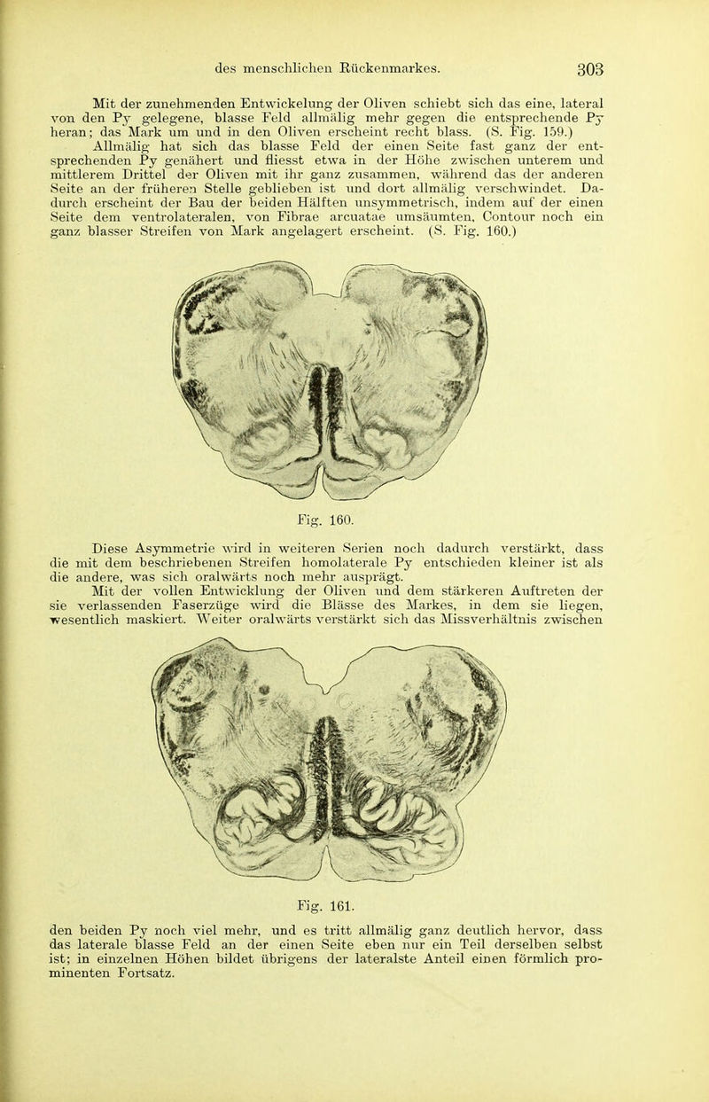 Mit der zunehmenden Entwickelung der Oliven schiebt sich das eine, lateral von den Py gelegene, blasse Feld allraälig mehr gegen die entsprechende Pj heran; das Mark um und in den Oliven erscheint recht blass. (S. Fig. 159.) AUmälig hat sich das blasse Feld der einen Seite fast ganz der ent- sprechenden Py genähert und fliesst etwa in der Höhe zwischen unterem und mittlerem Drittel der Oliven mit ihr ganz zusammen, während das der anderen Seite an der früheren Stelle geblieben ist und dort allmäUg verschwindet. Da- durch erscheint der Bau der beiden Hälften unsymmetrisch, indem auf der einen Seite dem ventrolateralen, von Fibrae arcuatae umsäumten, Contour noch ein ganz blasser Streifen von Mark angelagert erscheint. (S. Fig. 160.) Fig. 160. Diese Asymmetrie wird in weiteren Serien noch dadurch verstärkt, dass die mit dem beschriebenen Streifen homolaterale Py entschieden kleiner ist als die andere, was sich oralwärts noch mehr ausprägt. Mit der vollen Entwicklung der Oliven und dem stärkeren Auftreten der sie verlassenden Faserzüge wird die Blässe des Markes, in dem sie liegen, wesentlich maskiert. Weiter oralwärts verstärkt sich das Missverhältnis zwischen Fig. 161. den beiden Py noch viel mehr, und es tritt allmälig ganz deutlich hervor, dass das laterale blasse Feld an der einen Seite eben nur ein Teil derselben selbst ist; in einzelnen Höhen bildet übrigens der lateralste Anteil einen förmlich pro- minenten Fortsatz.