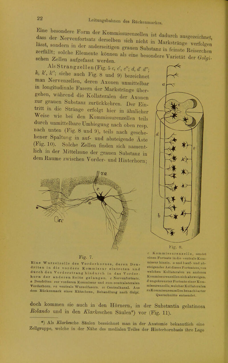 lässt, sondern in der anderseitigen Juen S„h t ^'^^»le» Als Strangzellen (Fig. 5 c, c', c; d, d' d: fc,fc,k; siehe auch Fig. 8 und 9) bezeichnet man Nervenzellen, deren Asouen unmittelbar in longitudinale Fasern der Markstränge über- gehen, während die Kollateralen der Axonen zur grauen Substanz zurückkehren. Der Ein- tritt in die Stränge erfolgt hier in ähnhcher Weise wie bei den Kommissurenzellen teils durch unmittelbare Umbiegung nach oben resp nach unten (Fig. 8 und 9), teils nach gesche- hener Spaltung in auf- und absteigende Äste (Fig. 10). Solche Zellen finden sich nament- lich in der Mittelzone der grauen Substanz in demßaume zwischen Vorder- und Hinterhorn; Fig. 7. Eine Wurzelzelle des Vo r d e r h o r u e s, deren Den- driten in die vordere Kommissur eintreten und durch den Vorderstrang hindurch in das Vorder- horn der anderen Seite gelangen, c Nervenfortsatz. a Dendriten zur vorderen Kommissur und zum contralateralen Vorderhorn, ra ventrale Wurzelfasern, cc Centraikanal. Aus dem Eückenmark eines Kätzchens, Behandlung nach Golgi. Kig. 8. c Kommissur enzeile, sendet einen Fortsatz in die ventrale Kom- missur hinein, a und 6 auf- und ab- steigender Ast dieses Fortsatzes, von welchen Kollateralen zu anderen Kommissurenzellen sich abzweigen. d ungekreuzter Fortsatz einer Koiu- missurenzelle, welcher Kollaternlen zuKommissurenzellen benachbarter Querschnitte entsendet. doch kommen sie auch in den Hörnern, in der Substantia gelatiuosa Rolando und in den Klarkeschen Säulen*) vor (Fig. 11). *) Als Klarkeache Säulen bezeichnet man in der Anatomie bekanntlich eine Zellgruppe, welche in der Nähe des medialen Teiles der Hinterhornbasis ihre Lage