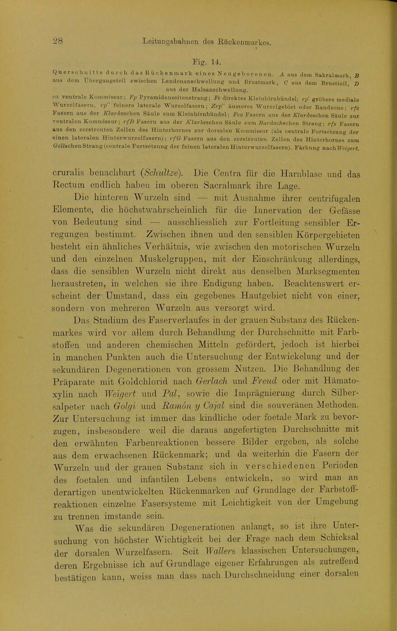 Fig. U. (Querschnitte durch das liückenmark oiues N e u g e b o r u n e u. A. aus dem Sakralmurk, B aus dorn Übcrgaupsteil zwischen Ijendenanschwullung und Hrustniurk, C aus dem Brustteil,' D aus der Halsanschwellung. ca ventrale Kommissur; J'p Pyramideuseitonstrang; -Fe direktes Kleinhirnhündel; rp'gröbere mediale Wur/.elfaseru, rp feinere laterale Wurzelfasern; Zrp äusseres Wurzelgebiet oder Handzone; rfo Fasern aus der Jna?-yte8chen Säule zum Kleinhirnhündel; Fca Fasern aus der jaar/l-esohen Säule zur ventralen Kommissur; j/ß Fasern aus der /Haj-Zceschen Säule zum 7ia?-fiac;i8chen Strang; rfa Fasern aus den zerstreuten Zellen des Hinterhornes zur dorsalen Kommissur (als centrale Fortsetzung der einen lateralen Hinterwurzelfasern); jfG Fasern aus den zerstreuten Zellen des Hinterhornes zum GoZZschen Strang (centrale Fortsetzung der feinen lateralen Hinterwurzelfasern). Färbung n&chWeigert. cruralis benachbart (Schult^e). Die Ceiiti-a für die Harnl)lasc und das Rectum endlich haben im oberen Sacralmark ihre Lage. Die hinteren Wui'zeln sind — mit Ausnahme ihrer centrifugalen Elemente, die höchstwahrscheinlich für die Innervation der Gefässe von Bedeutung sind — ausschliesslich zur Foi'tleitung sensibler Er- regungen bestimmt. Zwischen ihnen und den sensiblen Körpergebieten besteht ein ähnliches Verhältnis, wie zwischen den motorischen Wurzeln und den einzelnen Muskelgruppen, mit der Einschränkung allerdings, dass die sensiblen Wurzeln nicht direkt aus denselben Marksegmenteu heraustreten, in welchen sie ihre Endigung haben. Beachtenswert er- scheint der Umstand, dass ein gegebenes Hautgebiet nicht von einer, sondern von mehreren Wurzeln aus versorgt wird. Das Studium des Easerverlaufes in der grauen Substanz des Rücken- markes wird vor allem durch Behandlung der Durchschnitte mit Farb- stoffen und anderen chemischen Mitteln gefördert, jedoch ist hierbei in manchen Punkten auch die Untersuchung der Entwickelung und der sekundären Degenerationen von grossem Nutzen. Die Behandlung der Präparate mit Goldchlorid nach Gerlach und Freud oder mit Hämato- xyliu nach Weigert und Pal, sowie die Imprägnierung durch Silber- salpeter nach Oolgi und Ramon y Cajal sind die souveränen Methoden. Zur Untersuchung ist immer das kindliche oder foetale Mark zu bevor- zugen, insbesondere weil die daraus angefertigten Durchschnitte mit den erwähnten Farbenreaktionen bessere Bilder ergeben, als solche aus dem erwachsenen Rückenmark; und da weiterhin die Fasern dei- Wurzeln und der grauen Substanz sich in verschiedenen Perioden des foetalen und infantilen Lebens entwickeln, so wird man an derartigen unentwickelten Rückenmarken auf Grundlage der Farbstoff- reaktionen einzelne Fasersysteme mit Leichtigkeit von der Umgebung zu trennen imstande sein. Was die sekundären Degenerationen anlangt, so ist ihre Unter- suchung von höchster Wichtigkeit bei der Frage nach dem Schicksal der dorsalen Wurzelfasern. Seit Wallern klassischen Untersuchungen,, deren Ergebnisse ich auf Grundlage eigener Erftihrungen als zutreffend bestätigen kann, weiss man dass nach Durchschneidung einer dorsalen