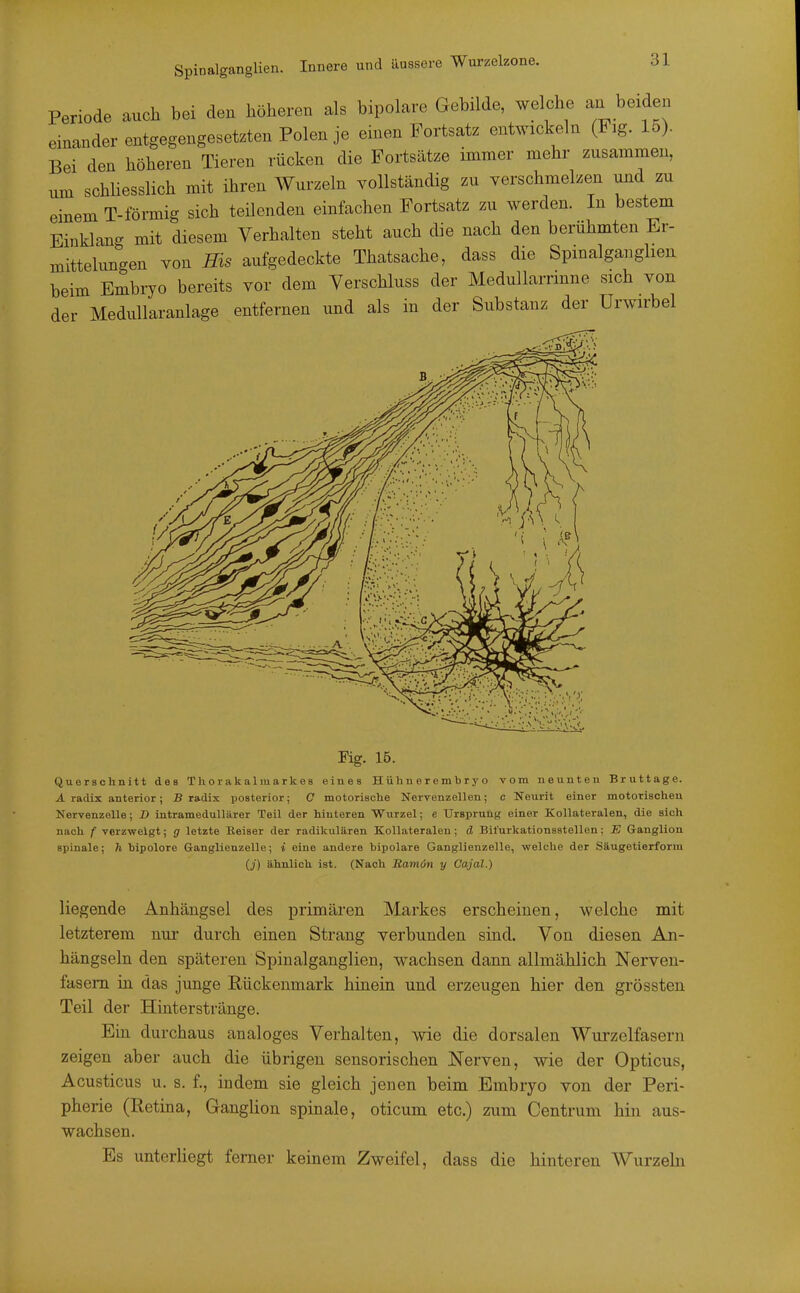 Spinalganglien. Innere und äussero Wurzelzone. Periode auch bei den höheren als bipolare Gebilde, welche an beiden einander entgegengesetzten Polen je einen Fortsatz entwickeln (Fig. 15). Bei den höheren Tieren rücken die Fortsätze immer mehr zusammen, um schhesslich mit ihren Wurzeln vollständig zu verschmelzen und zu einem T-förmig sich teilenden einfachen Fortsatz zu werden. In bestem Einklang mit diesem Verhalten steht auch die nach den berühmten Er- mittelungen von Eis aufgedeckte Thatsache, dass die Spmalganghen heim Embryo bereits vor dem Verschluss der Medullarrmne sich von der Medullaranlage entfernen und als in der Substanz der Urwirbel Fig. 15. Querschnitt des Thorakalmarkes eines Hüh n e r e m b r y o vom neunten Bruttage. A radix anterior; B radix posterior; C motorische Nervenzellen; c Neurit einer motorischen Nervenzelle; D intramedullärer Teil der hinteren Wurzel; e Ursprung einer Kollateralen, die sich nach f verzweigt; g letzte Heiser der radikulären Kollateralen; ä Bil'urkationsstellen; E Ganglion spinale; h bipolore G-anglienzelle; i eine andere bipolare Ganglienzelle, welclie der Säugetierform {j) ähnlich ist. (Nach Ramön y Cajal.) liegende Anhängsel des primären Markes erscheinen, welche mit letzterem nur durch einen Strang verbunden sind. Von diesen An- hängseln den späteren Spinalganglien, wachsen dann allmählich Nerven- fasern in das junge Rückenmark hinein und erzeugen hier den grössten Teil der Hinterstränge. Ein durchaus analoges Verhalten, wie die dorsalen Wurzelfasern zeigen aber auch die übrigen sensorischen Nerven, wie der Opticus, Acusticus u. s. f., indem sie gleich jenen beim Embryo von der Peri- pherie (Retina, Ganglion spinale, oticum etc.) zum Centrum hin aus- wachsen. Es unterliegt ferner keinem Zweifel, dass die hinteren Wurzeln