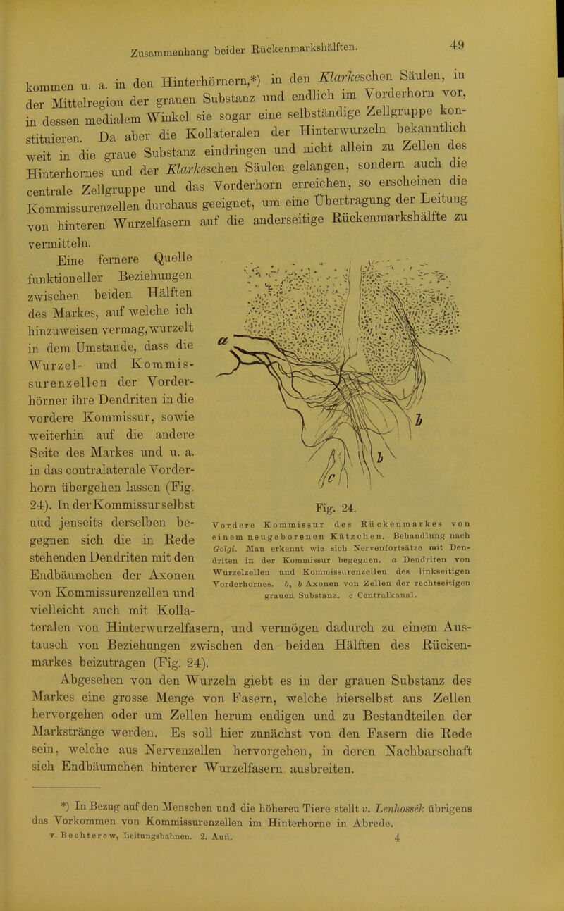 Zusammenhang beider Rückenmarkshälften. kommen u a. in den Hinterhörnern,*) in den ZZarÄ:eschen Säulen, m d r Mittelregion der grauen Substanz und endlich im Vo.^erhorn vor, in dessen medialem Winkel sie sogar eine selbständige Zellgruppe kon- stituieren. Da aber die Kollateralen der Hinterwurzeln bekanntlvch weit in die graue Substanz eindringen und nicht allem zu Zellen des Hinterhornes und der ÄtorA-eschen Säulen gelangen, sondern auch die centrale Zellgruppe und das Vorderhorn erreichen, so erscheinen die Kommissurenzellen durchaus geeignet, um eine Übertragung der Leitung von hinteren Wurzelfasern auf die anderseitige Rückenmarkshälfte zu vermitteln. Eine fernere Quelle funktioneller Beziehungen zwischen beiden Hälften des Markes, auf welche ich hinzuweisen vermag, wurzelt in dem Umstände, dass die Wurzel- und Kommis- surenzellen der Vorder- hörner ihre Dendriten in die vordere Kommissur, sowie weiterhin auf die andere Seite des Markes und u. a. in das contralaterale Vorder- horn übergehen lassen (Fig. 24). InderKommissurselbst und jenseits derselben be- gegnen sich die in Rede stehenden Dendriten mit den Endbäumchen der Axonen von Kommissurenzellen und vielleicht auch mit Kolla- teralen von Hinterwurzelfasem, und vermögen dadurch zu einem Aus- tausch von Beziehungen zwischen den beiden Hälften des Rücken- markes beizutragen (Fig. 24). Abgesehen von den Wurzeln giebt es in der grauen Substanz des Markes eine grosse Menge von Fasern, welche hierselbst aus Zellen hei-vorgehen oder um Zellen herum endigen und zu Bestandteilen der Markstränge werden. Es soll hier zunächst von den Fasern die Rede sein, welche aus Nervenzellen hervorgehen, in deren Nachbarschaft sich Endbäumchen hinterer Wurzeifasem ausbreiten. Fig. 24. Vordere Kommissur des Rückenmarkes von einem neugeb orenen Kätzchen. Behandlung nacli Golgi. Man erkennt wie sich Nervenfortsätze mit Den- driten in der Kommissur begegnen, a Dendriten von Wurzelzellen und Kommissurenzellen des linkseitigen Vorderhornes. h Axonen von Zellen der rechtseitigen grauen Substanz, c Centralkanal. *) In Bezug auf den Menschen und die höheren Tiere stellt v. Lenhossek übrigens das Vorkommen von Kommissurenzellen im Hinterhorne in Abrede. T. Bechterew, Leitungsbahnen. 2. Aufl. 4
