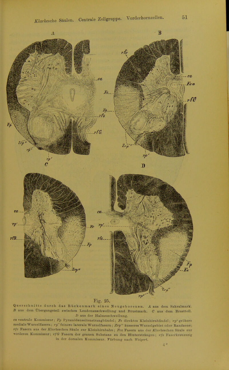 Klarkesche Säulen. Centrale Zellgruppe. Vorderhornzellen. iL ■ B Fig. 25. Querschnitte durch das Eüokenmark eines Neugeborenen. A aus dem Sakralmark. B aus dem Übergangsteil zwischen Lendenanschwellung und Brustmark. C aus dem Brustteil. D aus der Halsanschwellung, ca ventrale Kommissur; Fp Pyramidensoitenstrangbündel; Fe direktes Kleinhirnbündel; j-p'gröbere mediale Wurzelfasern; rp feinere laterale Wurzelfasern; Zrp äusseres Wurzelgebiet oder Randzone; rfc Fasern aus der Klarkeachon SUule zur Kleinhirnbahn; Fca Fasern aus der ZJa?-;ceschen Säule zur vorderen Kommissur; rfG Fasern der grauen Substanz zu den HintorstrUngen ; rfs Faserkrenzurig in der dorsalen Kommissur. FUrbung nach ]Vcigei-t.