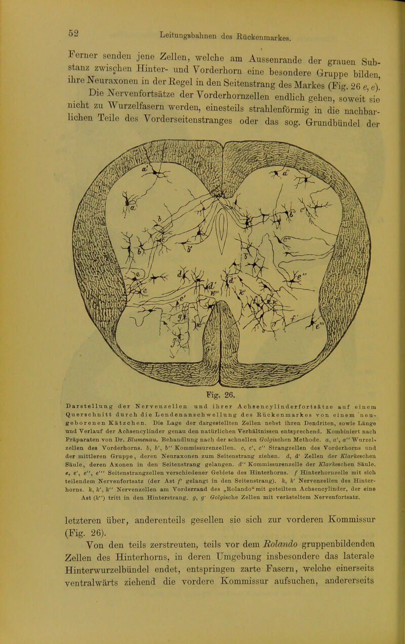 Ferner senden jene Zellen, welche am Aussenrande der grauen Sub- stanz zwischen Hinter- nnd Vorderhorn eine besondere Gruppe bilden Ihre Neuraxonen in der Regel in den Seitenstrang des Markes (Fig 26 e e) Die Nervenfortsätze der Vorderhomzellen endhch gehen, soweit'sie nicht zu Wurzelfasern werden, einesteüs strahlenförmig in die nachbar- hchen Teile des Vorderseitenstranges oder das sog. Grundbündel der ¥ig. 26. Darstellung der Nervenzellen und ihrer Achsencylinderfortsätze auf einem Quersclinitt dur ch die Lenden ansch wellung des Eückenmarkes von einem neu- geborenen Kätzchen. Die Lage der dargestellten Zellen nehst ihren Dendriten, sowie Länge und Verlauf der Achsencylinder genau den natürlichen Verhältnissen entsprechend. Kombiniert nach Präparaten von Dr. Blumenau. Behandlung nach der schnellen Oolgischen Methode, a, a', a Wurzel- zellen des Vorderhorns. &, &', 6 Kommissurenzellen. o, c', c Strangzellen des Vorderhorns und der mittleren Gruppe, deren Neuraxonen zum Seitenstrang ziehen, d, d' Zellen der Klarkeschen Säule, deren Axonen in den Seitenstrang gelangen, d Kommissurenzelle der JOarfceschen Säule, e, e', e, e' Seitenstrangzellen verschiedener Gebiete des Hinterhorns, f Hinterhoruzelle mit sich teilendem Nervenfortsatz (der Ast f gelangt in den Seitenstrang). 7c, fe' Nervenzellen des Hinter- horns, fc, Je', Tc Nervenzellen am Vorderrand des „Bolandomit geteiltem Achsenoylinder, der eine Ast (Je) tritt in den Hinterstrang, g, g' Golgiaohe Zellen mit verästeltem Nervenfortsatz. letzteren über, anderenteils gesellen sie sich zur vorderen Kommissur (Fig. 26). Von den teils zerstreuten, teils vor dem Rolando gruppenbildenden Zellen des Hinterhorns, in deren Umgebung insbesondere das laterale Hinterwurzelbündel endet, entspringen zarte Fasern, welche einerseits ventralwärts ziehend die vordere Kommissur aufsuchen, andererseits