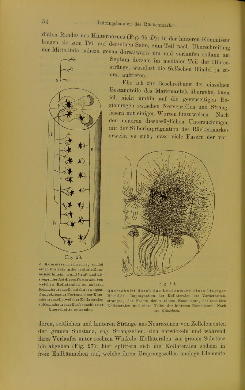 dialen Randes des Hmterhornes (Fig. 25 D); in der hinteren Kommissur ^ZZ'^ : '''' '^ ^''''^ ^^-^-^ überschre;^: •der Mittellinie nahezu genau dorsalwärts um und verlaufen sodann am Septum dorsale im medialen Teil der Hinter- stränge, woselbst die G^oZ^schen Bündel ja zu- erst auftreten. Ehe ich zur Beschreibung der einzelnen Bestandteile des Markmantels übergehe, kann ich nicht umhin auf die gegenseitigen Be- ziehungen zwischen Nervenzellen und Strang- fasern mit einigen Worten hinzuweisen. Nach den neueren diesbezüglichen Untersuchungen mit der Silberimprägnation des Rückenmarkes erweist es sich, dass viele Fasern der vor- Fig. 28. c Kommiasurenzelle, sendet einen Portaatz in die ventrale Kom- missur hinein, a und 6 auf- und ab- steigender Ast dieses FortsatzeSjVon welchen Kollateralen zu anderen Fig. 29. KommissurenzeUen sich abzweigen. Querschnitt durch d a s L e n denmark ein es 2 tägigen d ungekreuzter Fortsatz einer Kom- Hundes. Imprägnation der KoUateralen des Vorderseiten- miasurenzelle,welcherKoUateralen Stranges, der Fasern der vorderen Kommissur, der sensiblen zuKommissurenzeUen benachbarter KoUateralen und eines TeUes der hinteren Kommissur. Nach Querschnitte entaendet. „„„ Gehuckten. deren, seitlichen und hinteren Stränge aus Neuraxonen von Zellelementen der grauen Substanz, sog. Strangzellen, sich entwckeln und während ihres Verlaufes unter rechten Winkeln Kollateralen zur grauen Substanz hin abgeben (Fig. 27); hier splittern sich die Kollateralen sodann in freie Endbäumchen auf, welche ihren Ursprimgszellen analoge Elemente