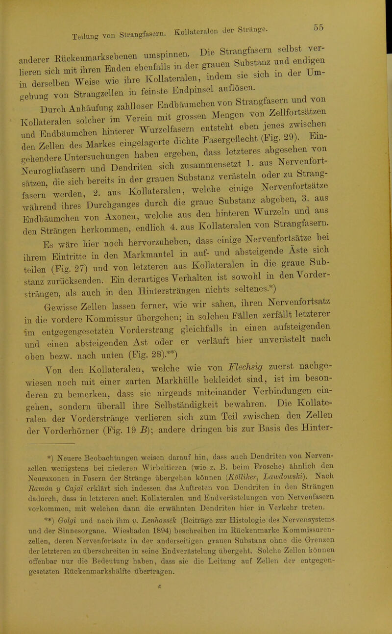 Hip Sfranefasern selbst ver- anderer ß-kenmarksebenen urnsp.nne. D Heren sich mit ihren Enden ebenfalls m de, grauen o in derselben Weise wie ihre Kollateralen, '^em sie sich bung Yon Strang.ellen in feinste Endpmsel auflösen.  Durch Anhäufung zahlloser Endb.umchen von St-ngfasern und ^^^^^^ KnlKteralen solcher im Verein mit grossen Mengen von Zellfortsat^en «LIen hinterer Wurzelfasern ^'^ht eben ^enes -oh^^ 1 -7 n.n rlpc Markes eingelagerte dichte Fasergeflecht (J^ig. ergeben, dass le-e^es ab^ Nenrogliafasern und Dendriten sich zusammensetzt 1. sitzen die sich bereits in der grauen Substanz verastein oder ^- Strang a ern wden, 2. aus Kollateralen, welche exmge Nervenfortsatz Xnd ihres Durchganges durch die graue Substanz abgeben, 3^ aus Endlichen von Axonen, welche aus den hinteren Wurzeln und aus den Strängen herkommen, endlich 4. aus Kollateralen von Strangfasern. Es wäre hier noch hervorzuheben, dass einige Nervenfortsatze bei ihrem Eintritte in den Markmantel in auf- und absteigende Aste sich teilen (Fi- 27) und von letzteren aus Kollateralen in die graue Sub- stanz zurücksenden. Ein derartiges Verhalten ist sowohl in den Vorder- strängen, als auch in den Hintersträngen nichts seltenes.*) Gewisse Zellen lassen ferner, wie wir sahen, ihren Nervenfortsatz in die vordere Kommissur übergehen; in solchen Fällen zerfällt letzterer im entgegengesetzten Vorderstrang gleichfalls in einen aufsteigenden nnd einen absteigenden Ast oder er verläuft hier imverästelt nach oben bezw. nach unten (Fig. 28).**) Von den Kollateralen, welche wie von Flechsig zuerst nachge- wiesen noch mit einer zarten Markhülle bekleidet sind, ist im beson- deren zu bemerken, dass sie nirgends miteinander Verbindungen ein- gehen, sondern überall ihre Selbständigkeit bewahren. Die Kollate- ralen der Vorderstränge verlieren sich zum Teil zwischen den Zellen der Vorderhörner (Fig. 19 5); andere dringen bis zur Basis des Hinter- *) Neuere Beobachtungen weisen darauf hin, dass auch Dendriten von Nerven- zellen wenigstens bei niederen Wirbeltieren (wie z. B. beim Frosche) ähnlich den Neuraxonen in Fasern der Stränge übergehen können {Kölliker, Lawdowski). Nach Bamön y Cajal erklärt sich indessen das Auftreten von Dendriten in den Strängen dadurch, dass in letzteren auch Kollateralen und Endverästelungen von Nei-venfascrn vorkommen, mit welchen dann die erwähnten Dendriten hier in Verkehr treten. **) Golgi und nach ihm v. Lenhossek (Beiträge zur Histologie des Nervensystems und der Sinnesorgane. Wiesbaden 1894) beschreiben im Rückenmarke Kommissuren- zellen, deren Nervenfortsatz in der anderseitigen grauen Substanz ohne die Grenzen der letzteren zu überschreiten in seine Endverästelung übergeht. Solche Zellen können offenbar nur die Bedeutung haben, dass sie die Leitung auf Zellen der entgegen- gesetzten Rückonmarkshälfte übertragen.