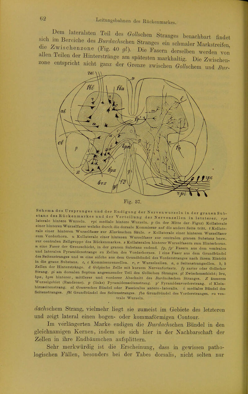 „Vh p , . ? Str^ges benachbart findet sich .m Beraohe des Burdachsoh.n Stranges ein schmaler Markstreifen d e Z^vrschen.one (Fig. 40 gl). Die Fasern derselben werden 7on' allen Te.len der Hmterstränge am spätesten markhaltig. Die Zöschen Zone entspricht nrcht gan. der Grenze zwischen Goßschem und X- Fig. 37. Schema des Ursprunges und der Endigung der Ne r y en wur z e In in der grauenSub- stanz desEückenmarkes und der Verteilung der Nervenzellen in letzterer rpe laterale hintere Wurzeln, rpi mediale hintere Wurzeln, p (in der Mitte der Kgur) Kollaterale einer hinteren Wurzelfaser welche durch die dorsale Kommissur auf die andere Seite tritt, t Kollate- rale einer hinteren Wurzelfaser zur .Earfceschen Säule, r Kollaterale einer hinteren Wurzelfaser zum Vorderhorn, u Kollaterale einer hinteren Wurzelfaser zur centralen grauen Substanz bezw. zur centralen Zellgruppe des Eückenmarkes. s Kollateralen hinterer Wurzelfasern zum Hinterhorne. n eine Paser der Grenzschicht, in der grauen Substanz endend, fp, fp' Fasern aus dem ventralen und lateralen Pyramidenstrange zu Zellen des Vorderhornes. l eine Faser aus dem Grundbündel des Seitenstranges und m eine solche aus dem Grundbündel des Vorderstranges nach ihrem Eintritt in die graue Substanz, c, c Kommissurenzellen. r, r Wurzelzelleu. a, o Seitenstrangzelleu. 6, 6 Zellen der Hinterstränge, d Golgiache Zelle mit kurzem Nervenfortsatz, fg zarter oder Gollscber Strang, gi am dorsalen Septum angrenzender Teil des CfoZZschen Stranges, gl Zwischenschicht; 6rs, bpa, Ipm hinterer, mittlerer und vorderer Abschnitt des BuräachsQ\i&n Stranges. Z äusseres Wurzelgebiet (Eandzone). p (links) Pyramidenseitenstrang. p' Pyramidenvorderstrang. cl Kleiu- hiinseitenstrang. al Goweraches Bündel oder Faseiculus antero - lateralis, i mediales BUndel des Seitenstranges, ßl Grundbündel des Seitenstranges, fba Grundbündel des Vorderstranges, ra ven- trale Wurzeln. dach^chem Strang, vielmehr liegt sie zumeist im Gebiete des letzteren und zeigt lateral einen bogen- oder kommaförmigen Contour. Im verlängerten Marke endigen die Burdachschen Bündel in den gleichnamigen Kernen, indem sie sich hier in der Nachbarschaft der Zellen in ihre Endbäumchen aufsplittern. Sehr merkwürdig ist die Erscheinung, dass in gewissen patho- logischen Fällen, besonders bei der Tabes dorsalis, nicht selten nur