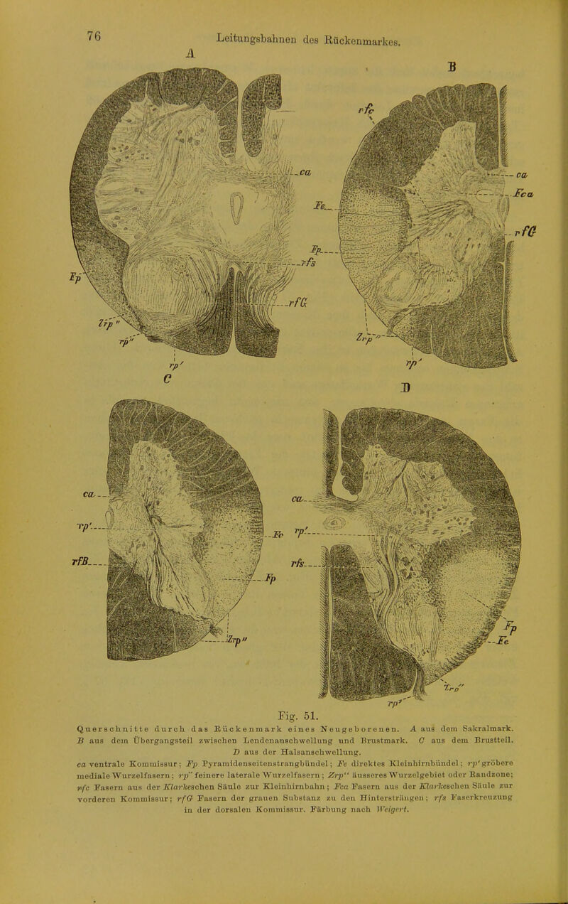 Fig. 51. Querschnitte durch das Eückenmark eines Neugeborenen. A aus dem Sakralmark. B aus dem Üborgangsteil zwischen LendenauBchwellung und Brustmark. C aus dem Brustteil. D aus der Halsanschwellung. ca ventrale Kommissur; Fp Pyramidensoitenstranghündel; Fe direktes Kloiuhirnbündel; »-jj'gröbere mediale Wurzelfasern ; i-p feinere laterale Wurzelfaseru ; Zrp Uusseres Wurzelgebiet oder Bandzoue; nfc IFasern aus der Jri07-/ceschen Säule zur Kleinhirnbahn; Fca Fasern aus der 7flar?:eschen Siiule zur vorderen Kommissur; rf& Fasern der grauen Substanz zu den Hinterstrilugen; rfs Faserkreuzung in der dorsalen Koramissur. Färbung nach Weigert.