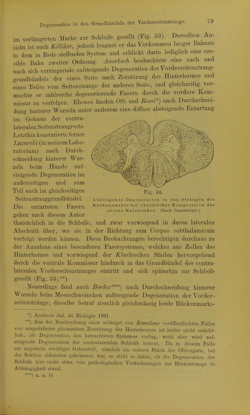 im verlängerten Marke znr Schleife gesellt (Fig. 53). Derselben An- sicht ist auch Kölliker, jedoch leugnet er das Vorkommen langer Bahnen in dem in Rede stehenden System und erblickt darin lediglich eme sen- sible Bahn zweiter Ordnung. Auerhacli beobachtete eme nach und nach sich verringernde aufsteigende Degeneration des Vorderseitenstrang- grundbündels der einen Seite nach Zerstörung des Hinterhornes und eines Teiles vom Seitenstrange der anderen Seite, und gleichzeitig ver- mochte er zahlreiche degenerierende Fasern durch die vordere Kom- missur zu verfolgen. Ebenso fanden Otti and JSossi*) nach Durchschnei- dung hinterer Wurzeln imter anderem eine diffuse absteigende Entartung im Grebiete der contra- lateralen Seitenstrangreste. Letzthin konstatierte ferner Lazursld (in meinem Labo- ratorium) nach Durch- schneidung hinterer Wur- zeln beim Hunde auf- steigende Degeneration im anderseitigen und zum Teil auch im gleichseitigen Seitenstrauggrundbündel. Die entarteten Fasern gehen nach diesem Autor thatsächlich in die Schleife, und zwar vorwiegend in deren lateralen Abschnitt über, wo sie in der Richtung zum Corpus subthalamicum verfolgt werden können. Diese Beobachtungen berechtigen durchaus zu der Annahme eines besonderen Fasersystemes, welches aus Zellen des Hinterhornes und vorwiegend der XZarÄ;eschen Säulen hervorgehend durch die ventrale Kommissur hindurch in das Grundbündel des contra- lateralen Vorderseitenstranges eintritt und sich späterhin zur Schleife gesellt (Fig. 53).**) Neuerdings fand auch Berdes:'^**) nach Durchschneidung hinterer Wurzeln beim Meerschweinchen aufsteigende Degeneration der Vorder- seitenstränge; dieselbe betraf ziemlich gleichmässig beide Rückenmarks- *) Archives ital. de Biologie 1891. **) Aus der Beschreibung eines unlängst von Rossolimo veröffentlichten Falles von ausgedehnter gliomatöser Zerstörung des Hinterhornes ist leider nicht ersicht- lich, ob Degeneration des betrachteten Systemes vorlag, wohl aber wii-d auf- steigende Degenei'ation der contralateralen Schleife betont. Da in diesem Falle ein ungemein wichtiger Gehii-nteil, nämlich ein unteres Stück der Oblongata, bei der Sektion abhanden gekommen war, so steht es dahin, ob die Degeneration der Schleife hier nicht etwa von pathologischen Veränderungen der Hinterstränge in Abhängigkeit stand. ***) a. a. 0. Fig. 52. Absteigende Degeneration in den Strängen des Rückenmarkes bei chronischer Kompression des oberen Halsmarkes. (Nach Daxenberger.)
