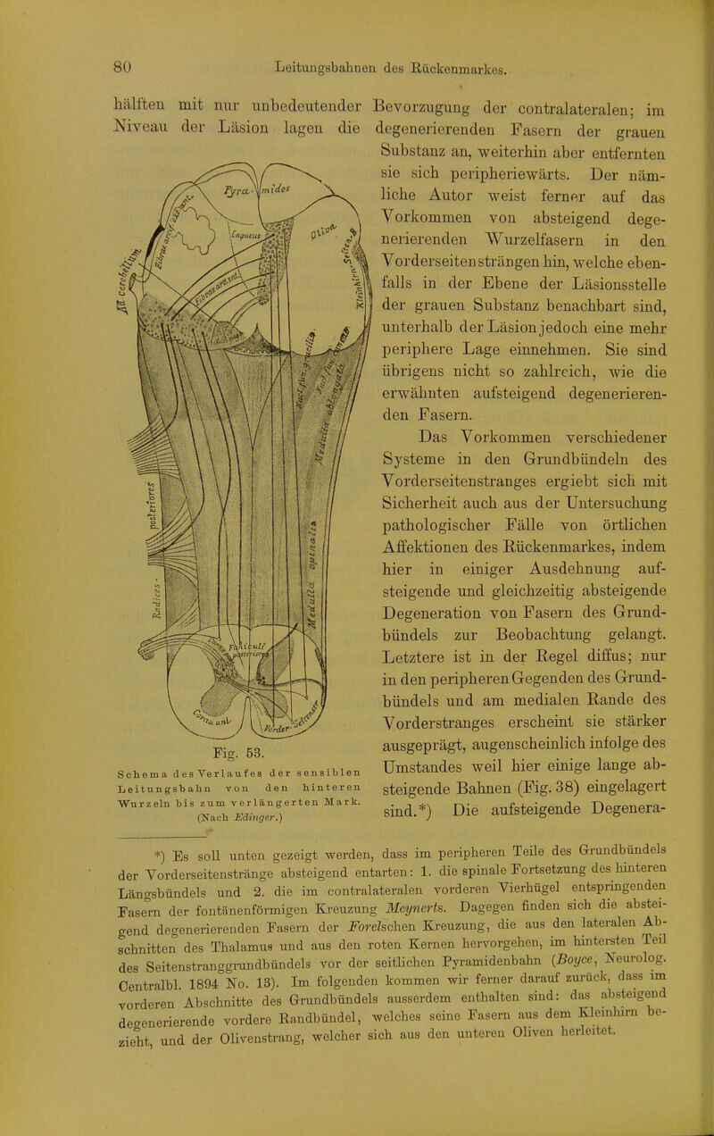 hälften mit nur imbedeutender Niveau der Läsion lagen die Fig. 53. Schema desVerlaufes der sensiblen Leitungsbahn von den hinteren Wurzeln bis zum verlängerten Mark. (Nach Edinger.) Bevorzugung der contralateralen; im degenerierenden Fasern der grauen Substanz an, weiterhin aber entfernten sie sich peripheriewärts. Der näm- liche Autor weist ferner auf das Vorkommen von absteigend dege- nerierenden Wurzelfasern in den Vorderseiten strängen hin, welche eben- falls in der Ebene der Läsionsstelle der grauen Substanz benachbart sind, unterhalb der Läsion jedoch eine mehr periphere Lage einnehmen. Sie sind übrigens nicht so zahlreich, wie die erwähnten aufsteigend degenerieren- den Fasern. Das Vorkommen verschiedener Systeme in den Grundbündeln des Vorderseitenstranges ergiebt sich mit Sicherheit auch aus der Untersuchung pathologischer Fälle von örtlichen Affektionen des Rückenmarkes, indem hier in einiger Ausdehnung auf- steigende und gleichzeitig absteigende Degeneration von Fasern des Grund- bündels zur Beobachtung gelangt. Letztere ist in der Regel diffus; nur in den peripheren Gegenden des Grund- bündels und am medialen Rande des Vorderstranges erscheint sie stärker ausgeprägt, augenscheinlich infolge des ümstandes weil hier einige lange ab- steigende Bahnen (Fig. 38) eingelagert sind.*) Die aufsteigende Degenera- *) Es soll unten gezeigt werden, dass im peripheren Teile des Grundbündels der Vorderseitenstränge absteigend entarten: 1. die spinale Fortsetzung des hinteren Längsbündels und 2. die im contralateralen vorderen Vierhügel entspringenden Fasern der fontänenföi-migen Kreuzung Meynerts. Dagegen finden sich die abstei- gend degenerierenden Fasern der Forelschen Ki-euzung, die aus den lateralen Ab- schnitten des Thalamus und aus den roten Kernen hervorgehen, im hintersten Teil des Seitenstranggmndbündels vor der seitlichen Pyramidenbahn {Boyce, Neurolog. Centralbl 1894 No. 13). Im folgenden kommen wir ferner darauf zurück, dass im vorderen Abschnitte des Grundbündels ausserdem enthalten sind: das absteigend degenerierende vordere Randbündel, welches seine Fasern aus dem Kleinhu-n be- zieht und der Olivenstrang, welcher sich aus den unteren Oliven herieitet.
