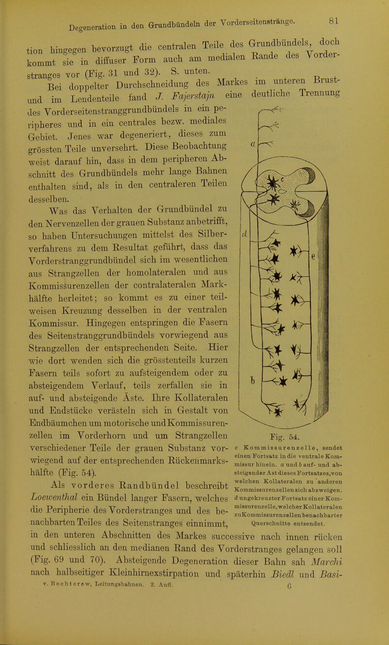 tion hingegen bevorzugt die centralen Teile des Grundbnndels doch kommt :ie m dilfuser Form auch am medialen Rande des Vorder- stranges vor (Fig. 31 und 32). S. unten. Bei doppelter Durchschneidung des Markes im unteren Brust- und im Lendenteile fand J. Fajerstajn eine deutliche Trennung des Yorderseitenstranggrundbündels in ein pe- ripheres imd in ein centrales bezw. mediales Gebiet. Jenes war degeneriert, dieses zum grössten Teile unversehrt. Diese Beobachtung weist darauf hin, dass in dem peripheren Ab- schnitt des Grundbündels mehr lange Bahnen enthalten sind, als in den centraleren Teilen desselben. Was das Verhalten der Grundbündel zu den Nervenzellen der grauen Substanz anbetrifft, so haben Untersuchungen mittelst des Silber- verfahrens zu dem Eesultat geführt, dass das Vorderstranggrundbündel sich im wesentlichen aus Strangzellen der homolateralen und aus KommisSurenzellen der contralateralen Mark- hälfte herleitet; so kommt es zu einer teil- weisen Kreuzung desselben in der ventralen Kommissur. Hingegen entspringen die Fasern des Seitenstranggrundbündels vorwiegend aus Strangzellen der entsprechenden Seite. Hier wie dort wenden sich die grösstenteils kurzen Fasern teils sofort zu aufsteigendem oder zu absteigendem Verlauf, teils zerfallen sie in auf- und absteigende Äste. Ihre Kollateralen und Endstücke verästeln sich in Gestalt von Endbäumchen um motorische und Kommissur en- zeilen im Vorderhom und um Strangzellen Fig. 5i. verschiedener Teile der grauen Substanz vor- c Kommisaurenzeiie, sendet , in-T->..i 1 einen Fortsatz in die ventrale Kom- Wiegend auf der entsprechenden Ruckenmarks- ^i^^ur hinein, a und & auf-und ab- hälfte (Fig. 54). steigender Ast dieses Fortsatzes,Ton Ai„„ J„ T) Ji'. J11 1 -Ii welchen Kollateralen zu anderen Als vorderes Randbundel beschreibt ■ n • t, •  Kommissurenzellen sich abzweigen. Loewenthdl ein Bündel langer Fasern, welches ^ ungekreuzter Fortsatz einer Kom- die Peripherie des Vordorstranges und des be- —r^rrrrr^ nachbarten Teiles des Seitenstranges einnimmt, Querschnitte entsendet, in den unteren Abschnitten des Markes successive nach innen rücken und schliesslich an den medianen Rand des Vorderstranges gelangen soll (Fig. 69 und 70). Absteigende Degeneration dieser Bahn sah Marchi nach halbseitiger Kleinhirnexstirpation und späterhin Biedl und Basi- T. Bechterew, Leitungsbahnen. 2. Aufl.