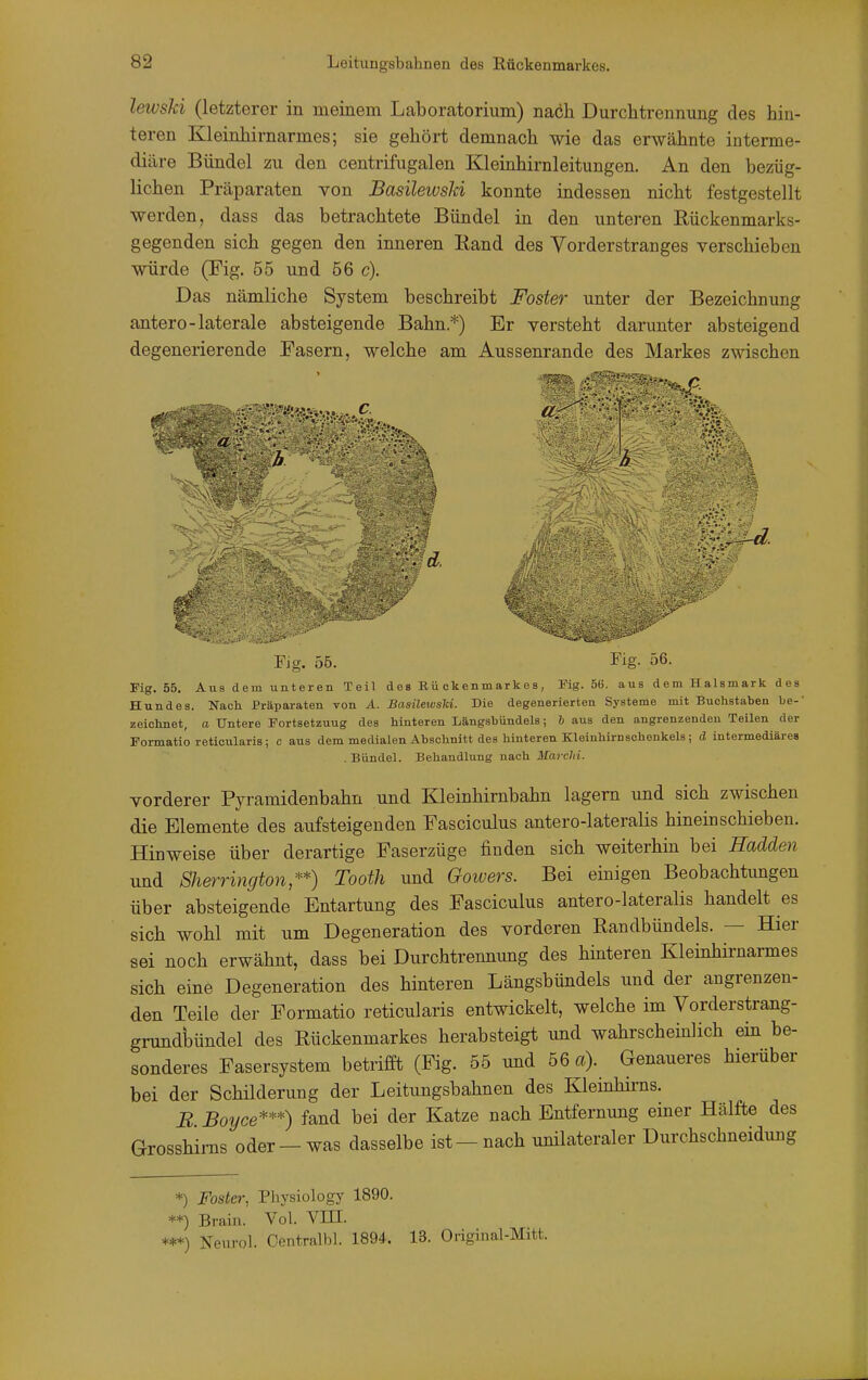 lewski (letzterer in meinem Laboratorium) naöh Durchtrennung des hin- teren Kleinhirnarmes; sie gehört demnach wie das erwähnte interme- diäre Bündel zu den centrifugalen Kleinhirnleitungen. An den bezüg- lichen Präparaten von BasüewsU konnte indessen nicht festgestellt werden, dass das betrachtete Bündel in den unteren Eückenmarks- gegenden sich gegen den inneren Hand des Vorderstranges verschieben würde (Fig. 55 und 56 c). Das nämliche System beschreibt Foster unter der Bezeichnung antero-laterale absteigende Bahn.*) Er versteht darunter absteigend degenerierende Fasern, welche am Aussenrande des Markes zwischen 'A Flg. 55. Tig- 56. Fig. 55. Aus dem unteren Teil des Kü ckenmarkes, Mg. 56. aus dem Halsmark des Hundes. Nach Präparaten von A. BasüewsU. Die degenerierten Systeme mit Buchataben be-' zeichnet, a Untere Fortsetzuug des hinteren Längsbündels; 6 aus den angrenzenden Teilen der Formatio reticularis; c aus dem medialen Abschnitt des hinteren Kleinhirn schenkeis; d intermediäres .Bündel. Behandlung nach Marchi. vorderer Pyramidenbahn und Kleinhirnbahn lagern und sich zwischen die Elemente des aufsteigenden Fasciculus antero-lateralis hineinschieben. Hinweise über derartige Faserzüge finden sich weiterhin bei Hadden und SJierrington,**) Tooth und Gowers. Bei einigen Beobachtungen über absteigende Entartung des Fasciculus antero-lateralis handelt es sich wohl mit um Degeneration des vorderen Randbündels. — Hier sei noch erwähnt, dass bei Durchtrennung des hinteren Kleinhirnarmes sich eine Degeneration des hinteren Längsbündels und der angrenzen- den Teile der Formatio reticularis entwickelt, welche im Vorderstrang- grundkndel des Rückenmarkes herabsteigt und wahrscheinlich ein be- sonderes Fasersystem betrifft (Fig. 55 und 56 a). Genaueres hierüber bei der Schilderung der Leitungsbahnen des Kleinhirns. B Boyce***) fand bei der Katze nach Entfernung einer Hälfte des Grosshims oder-was dasselbe ist-nach unilateraler Durchschneidung *) Foster, Physiology 1890. **) Brain. Vol. VlU. ***) Xeui-ol. Oentralbl. 1894. 13. Original-Mitt.