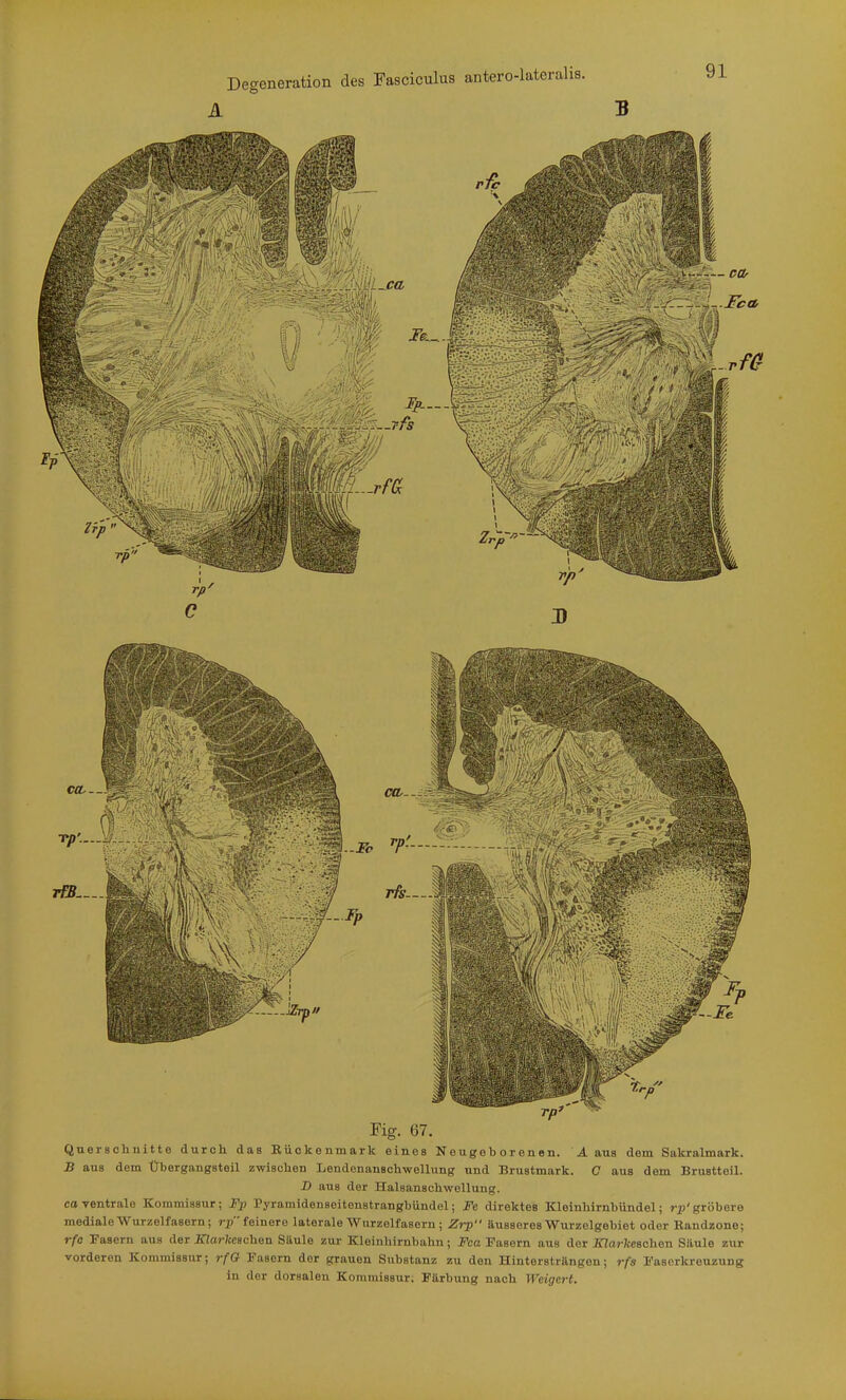 Fig. 67. Querschnitte durch das Bückenmark eines Neugeborenen. A aus dem Sakralmark. B aus dem Übergangsteil zwischen Lendenanschwellung und Brustmark. C aus dem Brustteil. D aus der Halsanschwellung, ca ventrale Kommissur; Fp Pyramldensoitenstrangbündel; Fe direktes Kleinhirnbündel; r^j'gröbere mediale Wurzelfasern; rp feinere laterale Wurzolfasern; Zrp äusseres Wurzelgebiet oder Randzone; rfo Fasern aus der jnoWceschen Säule zur Kleinhirnbahn; Fca Fasern aus der jaaWceschen Säule zur vorderen Kommissur; rfQ Fasern der grauen Substanz zu den Hinterstrftngen; rfs Fasorkrouzung in der dorsalen Kommissur. Färbung nach Weigert.