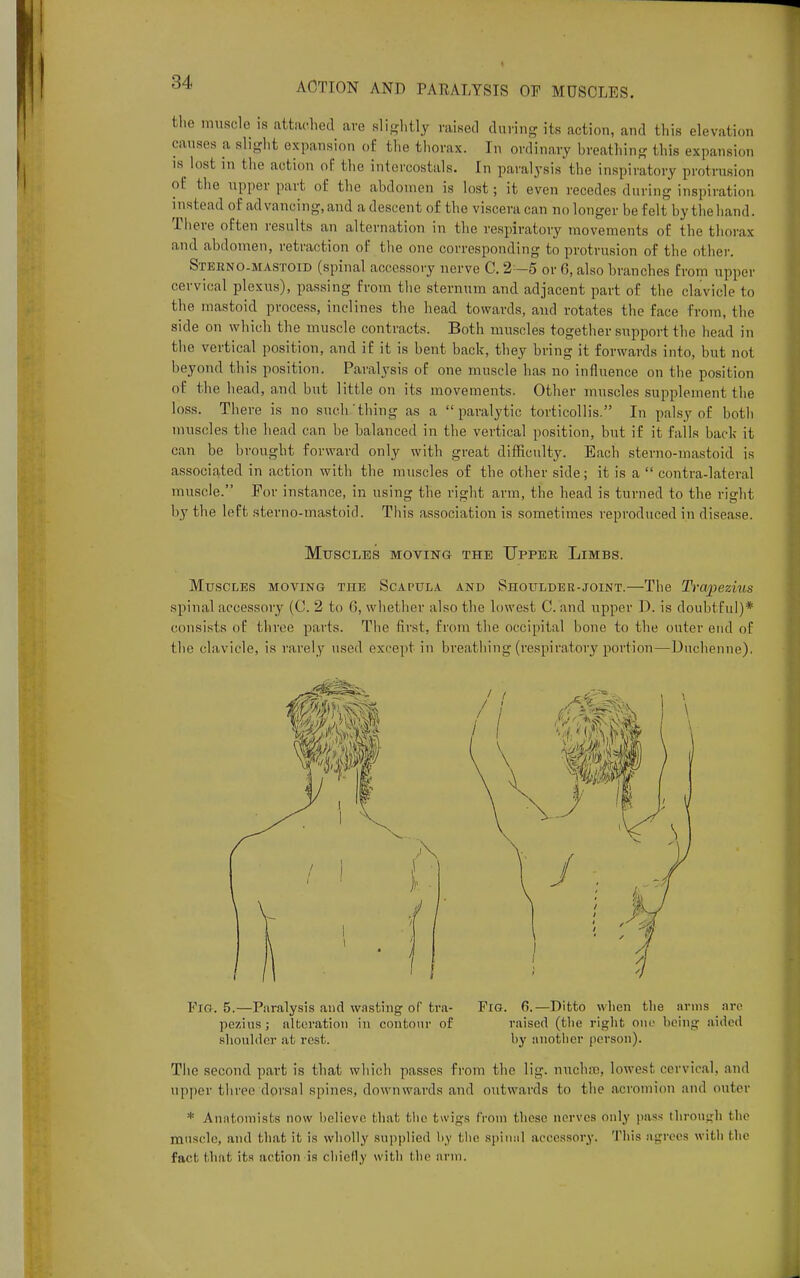 ACTION AND PARALYSIS OF MUSCLES. the muscle is attached arc slightly raised daring its action, and this elevation causes a slight expansion of the thorax. In ordinary breathing this expansion is lost in the action of the intercostals. In paralysis the inspiratory protrusion of the upper part of the abdomen is lost; it even recedes during inspiration instead of advancing, and a descent of the viscera can no longer be felt by the hand. There often results an alternation in the respiratory movements of the thorax and abdomen, retraction of the one corresponding to protrusion of the other. Stekno-mastoid (spinal accessory nerve C. 2 -5 or 6, also branches from upper cervical plexus), passing from the sternum and adjacent part of the clavicle to the mastoid process, inclines the head towards, and rotates the face from, the side on which the muscle contracts. Both muscles together support the head in the vertical position, and if it is bent back, they bring it forwards into, but not beyond this position. Paralysis of one muscle has no influence on the position of the head, and but little on its movements. Other muscles supplement the loss. There is no such thing as a paralytic torticollis. In palsy of both muscles the head can be balanced in the vertical position, but if it falls back it can be brought forward only with great difficulty. Each sterno-mastoid is associated in action with the muscles of the other side; it is a  contra-lateral muscle. For instance, in using the right arm, the head is turned to the right by the left sterno-mastoid. This association is sometimes reproduced in disease. Muscles moving the Upper, Limbs. Muscles moving the Scapula and Shoulder-joint.—The Trapezius spinal accessory (C. 2 to G, whether also the lowest C. and upper D. is doubtful)* consists of throe parts. The first, from the occipital bone to the outer end of the clavicle, is rarel y used except in breathing (inspiratory portion—Duchenne). Fig. 5.—Paralysis and wasting of tra- pezius ; alteration in contour of shoulder at rest. Fro. 6.—Ditto when the arms arc raised (the right one being aided by another person). The second part is that which passes from the lig. nucha', lowest cervical, and upper three dorsal spines, downwards and outwards to the acromion and outer * Anatomists now believe that the twigs from these nerves only pass through the muscle, and that it is wholly supplied by the spinal accessory. This agrees with the fact that its action is chiefly with the arm.