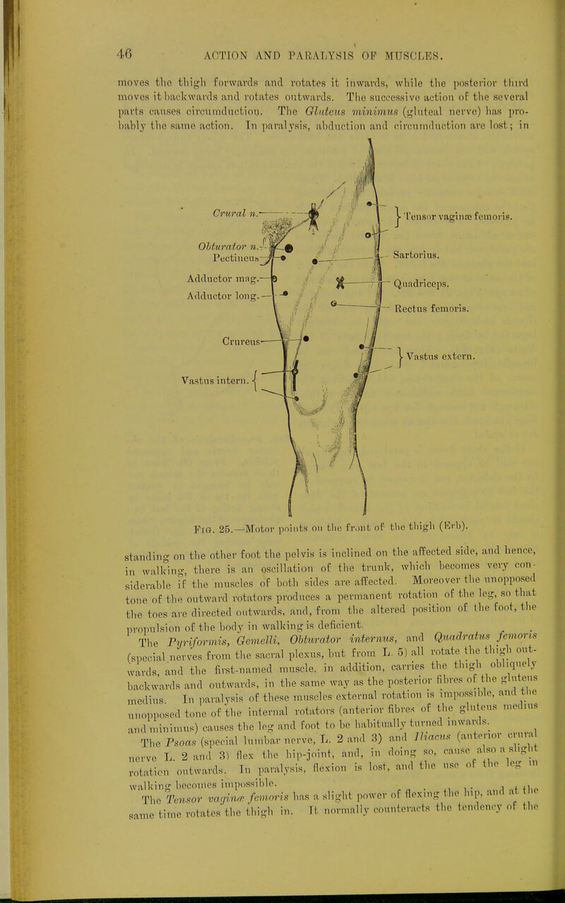 moves the thigh Forwards and rotates it inwards, while the posterior third moves itbackwards and rotates outwards. The successive action of the several parts causes circumduction. The Glutens miniums (gluteal nerve) has pro- bably tlie same action. In paralysis, abduction and circumduction are lost.; in Crural n. 1 Obturator n. Pectineus Adductor mag, Adductor long, Crureus Vastus inter ,{ j- Tensor vaginae femoris. _ Sartorius. Quadriceps. Rectus femoris. >■ Vastus extern. Fig. 25.—Motor points on the front of the thigh (Rrh). standing on the other foot the pelvis is inclined on the affected side, and hence, in walkinc there is an oscillation of the trunk, which becomes very con- siderable if the muscles of both sides are affected. Moreover the unopposed tone of the outward rotators produces a permanent rotation of the leg, so that the toes are directed outwards, and, from the altered position of the foot, the propulsion of the body in walking is deficient. The Pyriformis, GemeUi, Obturator intermit, and Quadratus femoris (special nerves from the sacral plexus, but from L. 5) all rotate the Hugh out- wards, and the first-named muscle, in addition, carries the thigh obliquely backwards and outwards, in the same way as the posterior fibres of the gluteus medius In paralysis of these muscles external rotation is impossible, and the ulloPposed tone of the internal rotators (anterior fibres of the gluteus medius and minimus) causes the leg and foot to be habitually turned inwards. The Psoas (special lumbar nerve, 1, 2 and 3) and Ihaem (anterior crura newe L. 2 and 3) Ilex the hip-joint, and, in doing so, cause a so a slight rotation outwards. In paralysis, flexion is lost, and the use of the leg m walking becomes impossible. , . .| The Tvnsor va,,huv femoris has a slight power of Hexing the hip, and at tin Bame time rotates the thigh in. It normally counteracts the tendency ot the