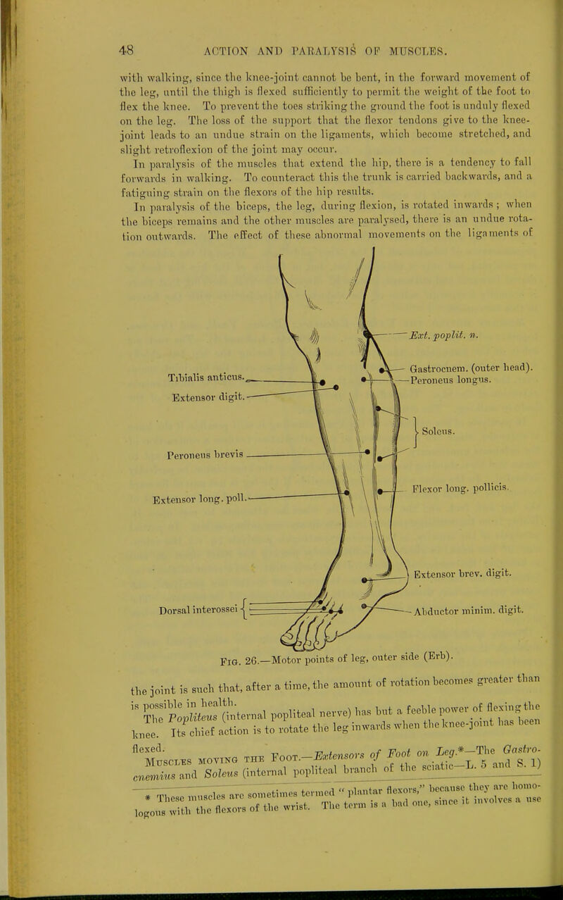 with walking, since the knee-joint cannot he bent, in the forward movement of the leg, until the thigh is Hexed sufficiently to permit the weight of tbe foot to Hex the knee. To prevent the toes strikingthe ground the foot is unduly flexed on the leg. The loss of the support that the flexor tendons give to the knee- joint leads to an undue strain on the ligaments, which become stretched, and slight retroflexion of tbe joint may occur. In paralysis of tbe muscles that extend the hip, there is a tendency to fall forwards in walking. To counteract this tbe trunk is carried backwards, and a fatiguing strain on tbe flexors of the hip results. In paralysis of tbe biceps, tbe leg, during flexion, is rotated inwards ; when tbe biceps remains and the other muscles are paralysed, there is an undue rota- tion outwards. The effect of these abnormal movements on the ligaments of Tibialis anticus. Extensor digit. Peroneus li rev is Extensor long. poll. Dorsal interossei -| Ext. poplit. n. Gastrocnem. (outer head). —Peroneus longus. Solcus. Flexor long, pollicis. Extensor brev. digit. -Abductor minim, digit. FlG> 26.—Motor points of leg, outer side (Erb). the joint is snch that, after a time, the amount of rotation becomes greater than  SfplHWhternal popliteal nerve) has but a feeble power of taingfte Je IteS action is to rotate the !eg inward, when the hnce,on„ has been
