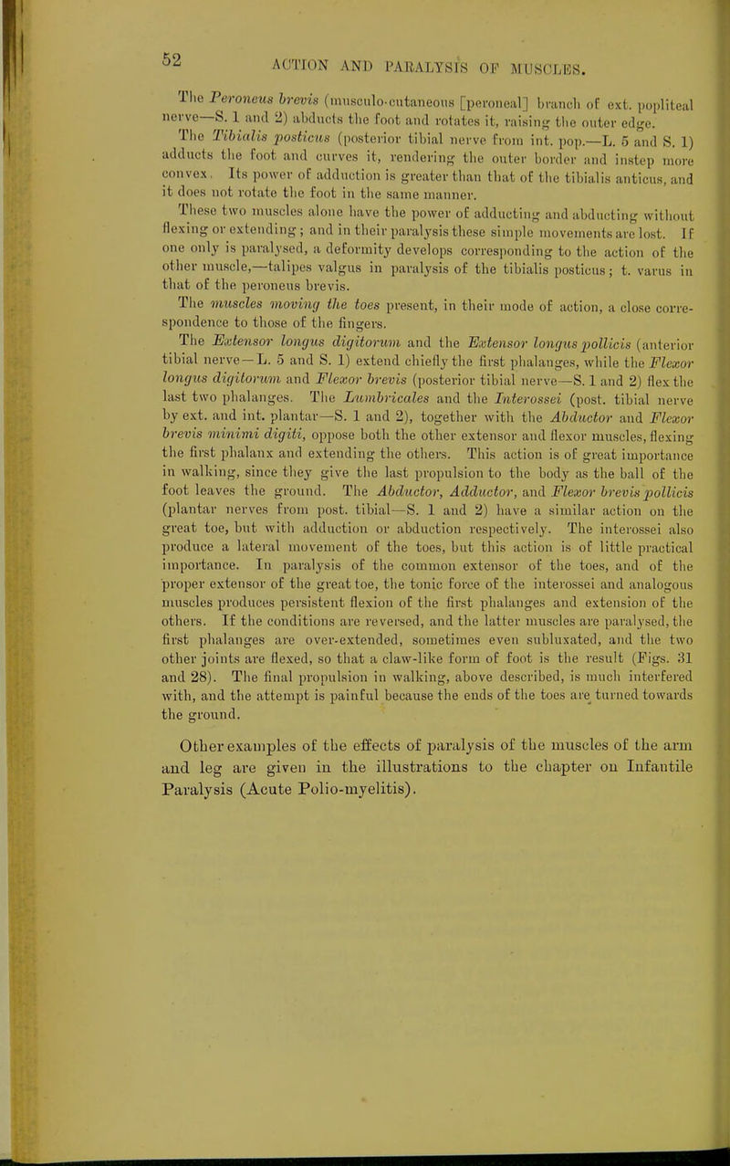 The Peroneus brevis (musculo.cutaneous [peroneal] branch of ext. popliteal nerve—S. 1 and 2) abducts the Toot and rotates it, raising the outer edge. The Tibial;* -posticus (posterior tibial nerve from int. pop.—L. 5 and S. 1) adducts the Foot and curves it, rendering the outer border and instep more convex, Its power of adduction is greater than that of the tibialis anticus, and it does not rotate the foot in the same manner. These two muscles alone have the power oO adducting and abducting without flexing or extending; and in their paralysis these simple movements are lost, [f one only is paralysed, a deformity develops corresponding to the action of the other muscle,—talipes valgus in paralysis of the tibialis posticus; t, varus in that of the peroneus brevis. The muscles moving the toes present, in their mode of action, a close corre- spondence to those of the fingers. The Extensor loncjus digitorum and the Extensor longus pollicis (anterior tibial nerve —L. 5 and S. 1) extend chiefly the first phalanges, while the Flexor longus digitorum and Flexor brevis (posterior tibial nerve—S. 1 and 2) flex the last two phalanges. The Lumbricales and the Interossei (post, tibial nerve by ext. and int. plantar—S. 1 and 2), together with the Abductor and Flexor brevis minimi digiti, oppose both the other extensor and flexor muscles, flexing the first phalanx and extending the others. This action is of great importance in walking, since they give the last propulsion to the body as the ball of the foot leaves the ground. The Abductor, Adductor, and Flexor brevis pollicis (plantar nerves from post, tibial—S. 1 and 2) have a similar action on the great toe, but with adduction or abduction respectively. The interossei also produce a lateral movement of the toes, but this action is of little practical importance. In paralysis of the common extensor of the toes, and of the proper extensor of the great toe, the tonic force of the interossei and analogous muscles produces persistent flexion of the first phalanges and extension of the others. If the conditions are reversed, and the latter muscles are paralysed, the first phalanges are over-extended, sometimes even subluxated, and the two other joints are flexed, so that a claw-like form of foot is the result (Pigs. 31 and 28). The final propulsion in walking, above described, is much interfered with, and the attempt is painful because the ends of the toes are turned towards the ground. Other examples of the effects of paralysis of the muscles of the arm and leg are given in the illustrations to the chapter on Infantile Paralysis (Acute Polio-myelitis).