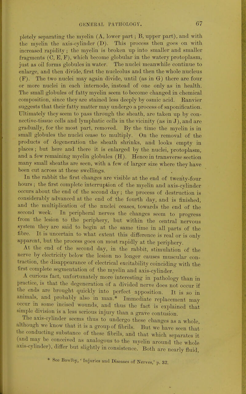 pletely separating the myelin (A, lower part; B, upper part), and with the myelin the axis-cylinder (D). This process then goes on with increased rapidity ; the myelin is broken up into smaller and smaller fragments (C, E, F), which become globular in the watery protoplasm, just as oil forms globules in water. The nuclei meanwhile continue to enlarge, and then divide, first the nucleolus and then the whole nucleus (F). The two nuclei may again divide, until (as in Gr) there are four or more nuclei in each internode, instead of one only as in health. The small globules of fatty myelin seem to become changed in chemical composition, since they are stained less deeply by osmic acid. Ranvier suggests that their fatty matter may undergo a process of saponification. Ultimately they seem to pass through the sheath, are taken up by con- nective-tissue cells and lymphatic cells in the vicinity (as in J), and are gradually, for the most part, removed. By the time the myelin is in small globules the nuclei cease to multiply. On the removal of the products of degeneration the sheath shrinks, and looks empty in places ; but here and there it is enlarged by the nuclei, protoplasm, and a few remaining myelin globules (H). Hence in transverse section many small sheaths are seen, with a few of larger size where they have been cut across at these swellings. In the rabbit the first changes are visible at the end of twenty-four hours ; the first complete interruption of the myelin and axis-cylinder occurs about the end of the second day; the process of destruction is considerably advanced at the end of the fourth day, and is finished, and the multiplication of the nuclei ceases, towards the end of the second week. In peripheral nerves the changes seem to progress from the lesion to the periphery, but within the central nervous system they are said to begin at the same time in all parts of the fibre. It is uncertain to what extent this difference is real or is only apparent, but the process goes on most rapidly at the periphery. At the end of the second day, in the rabbit, stimulation of the nerve by electricity below the lesion no longer causes muscular con- traction, the disappearance of electrical excitability coinciding with the first complete segmentation of the myelin and axis-cylinder. A curious fact, unfortunately more interesting in pathology than in practice, is that the degeneration of a divided nerve does not occur if the ends are brought quickly into perfect apposition. It is so in animals, and probably also in man* Immediate replacement may occur m some incised wounds, and thus the fact is explained that simple division is a less serious injury than a grave contusion. The axis-cylinder seems thus to undergo these changes as a whole although we know that it is a group of fibrils. But we have seen that the conducting substance of these fibrils, and that which separates it (and may be conceived as analogous to the myelin around the whole axis-cylinder), differ but slightly in consistence. Both are nearly fluid, * See Bowlby, < Injuries ami Diseases of Nerves,' p. 32.