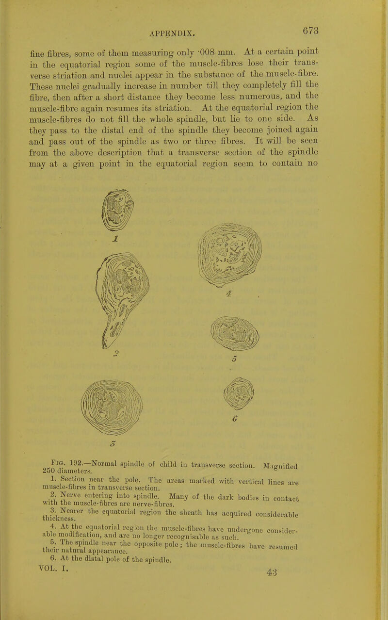 fine fibres, some of them measuring only -008-mm. At a certain point in the equatorial region some of the muscle-fibres lose their trans- verse si nation and nuclei appear in the substance of the muscle-fibre. These nuclei gradually increase in number till they completely fill the fibre, then after a short distance they become less numerous, and the muscle-fibre again resumes its striation. At the equatorial region the muscle-fibres do not fill the whole spindle, but lie to one side. As they pass to the distal end of the spindle they become joined again and pass out of the spindle as two or three fibres. It will be seen from the above description that a transverse section of the spindle may at a given point in the equatorial region seem to contain no Pig. 192.—Normal spindle of child in transverse section. Miieuified 250 diameters. 1. Section near the pole. The areas marked with vertical lines are muscle-fibres in transverse section. 2 Nerve entering into spindle. Many of the dark bodies in contact with the muscle-fibres are nerve-fibres. 3 Nearer the equatorial region the sheath has acquired considerable thickness. 4. At the equatorial region the muscle-fibres have undergone consider- able modincation, and are no longer recognisable as such 6. The spindle near the opposite pole j the muscle-fibres have resumed their natural appearance. 6. At the distal pole of the spindle. VOL. I. 4;3