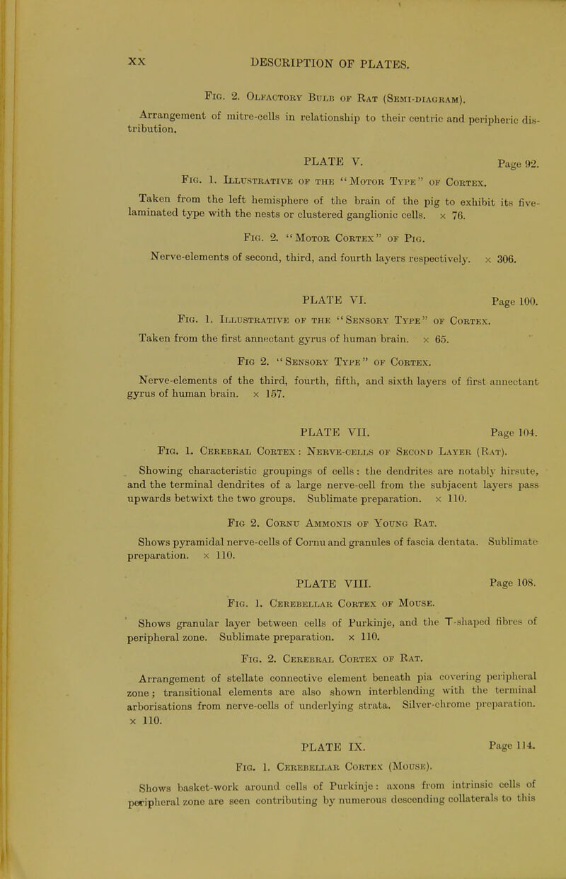 Fig. 2. Olfactory Bulb of Rat (Skmi-diagram). Arrangement of mitre-cells in relationship to their centric and peripheric dis- tribution. PLATE V. Page 92. Fig. 1. Illustrative of the Motor Type of Cortex. Taken from the left hemisphere of the brain of the pig to exhibit its five- laminated type with the nests or clustered ganglionic cells, x 76. Fig. 2. Motor Cortex of Pig. Nerve-elements of second, third, and fourth layers respectively, x 306. PLATE VL Page 100. Fig. 1. Illustrative of the Sensory Type of Cortex. Taken from the first annectant gyrus of human brain, x 6.5. Fig 2. Sensory Type of Cortex. Nerve-elements of the third, fourth, fifth, and sixth layers of first annectant gyrus of human brain, x 157. PLATE VII. Page 104. Fig. 1. Cerebral Cortex : Nerve-cells of Second Layer (Rat). Showing characteristic groupings of cells: the dendrites are notably hirsute, and the terminal dendrites of a large nerve-cell from the subjacent layers pass upwards betwixt the two groups. Sublimate preparation, x 110. Fig 2. Cornu Ammonis of Young Rat. Shows pyramidal nerve-cells of Cornu and gi-anules of fascia dentata. Sublimate preparation, x 110. PLATE VIII. Page 108. Fig. 1. Cerebellar Cortex of Mouse. Shows granular layer between cells of Purkinje, and tlie T-shaped fibres of peripheral zone. Sublimate preparation, x 110. Fig. 2. Cerebral Cortex of Rat. Arrangement of stellate connective element beneath pia covering peripheral zone; transitional elements are also shown interblending with tlie terminal arborisations from nerve-cells of underlying strata. Silver-chrome preparation. X 110. PLATE IX. Page 114. Fig. 1. Cerebellar Cortex (Mouse). Shows basket-work around cells of Purkinje: axons from intrinsic cells of peripheral zone are seen contributing by numerous descending collaterals to this
