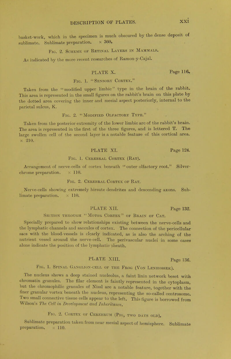 basket-work, which iu the specimen is much obscured by the dense deposit of sublimate. Sublimate preparation. x 360. Fig. 2. Scheme of Retinal Layers in Mammals. As indicated by the more recent researches of Raraon-y-Cajal. PLATE X. Page 116. Fig. 1. Sensory Cortex. Taken from the modified upper limbic type in the brain of the rabbit. This area is represented in the small figures on the rabbit's brain on this plate by the dotted area covering the inner and mesial aspect posteriorly, internal to the parietal sulcus, K. Fig. 2. Modified Olfactory Type. Taken from the posterior extremity of the lower limbic arc of the rabbit's brain. The area is represented in the first of the three figures, and is lettered T. The large SAVoUen cell of the second layer is a notable feature of this cortical area. X 210. PLATE XI. Page 124. Fig. 1. Cerebral Cortex (Rat). Arrangement of nerve-cells of cortex beneath  outer olfactory root. Silver- chrome preparation. x 110. Fig. 2. Cerebral Cortex of Rat. Nerve-cells showing extremely hirsute dendrites and descending axons. Sub- limate preparation. x 110. PLATE XII. Page 132. Section through Motok Cortex of Brain of Cat. Specially prepared to show relationships existing between the nerve-cells and the lymphatic channels and saccules of cortex. The connection of the pericellular sacs with the blood-vessels is clearly indicated, as is also the arching of the nutrient vessel around the nerve-cell. The perivascular nuclei in some cases alone indicate the position of the lymphatic sheath. PLATE XIII. Page 136. Fig. 1. SP1N.VL GANciLioN-cELL OF THE Frog (Von Lenhossek). The nucleus shows a deep stained nucleolus, a faint linin network beset with chromatin granules. The filar element is faintly represented in the cytoplasm, but the chromophilic granules of Nissl are a notable feature, together with the finer granular vortex beneath the nucleus, representing the so-called centrosome. Two small connective tissue cells appear to the left. This figiire is borrowed from Wilson's The Cell in Development and Inheritance. Fio, 2. Cortex of Cerebrum (Pu;, two days old). Sublimate preparation taken from near mesial aspect of hemisphere. Sublimate preparation. x HQ.