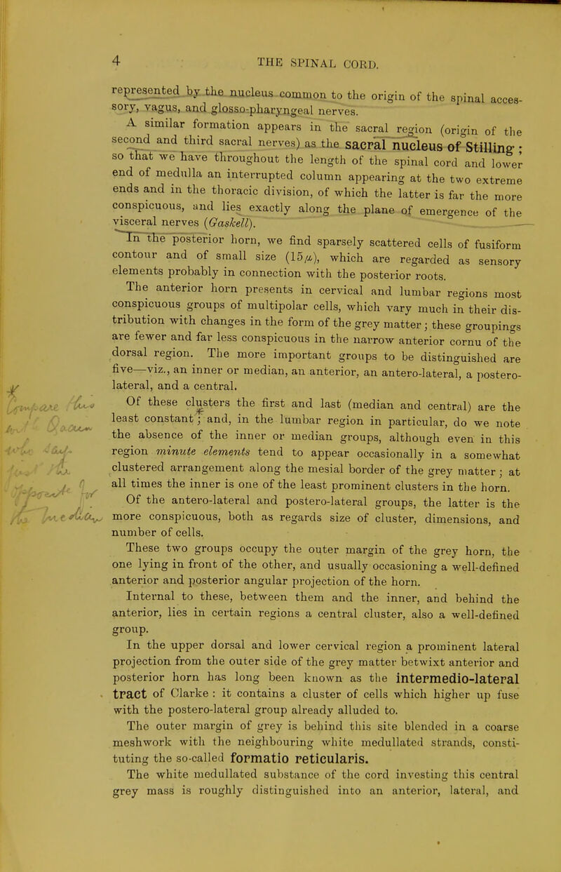 re^resented^tlia.nucleus common to the origin of the spinal acces- sory, vagus, and glosso-.pharyngeal nerves. A similar formation appears in the sacral region (origin of the second and third sacral nerves) as ±he saCPal nucleus Of'stilluiff ' so that we have throughout the length of the spinal cord and lower end of medulla an interrupted column appearing at the two extreme ends and in the thoracic division, of which the latter is far the more conspicuous, and lies exactly along the plane of emergence of the visceral nerves (Gaskell). ^In thTpSsterior horn, we find sparsely scattered cells of fusiform contour and of small size (15/^), which are regarded as sensory elements probably in connection with the posterior roots. The anterior horn presents in cervical and lumbar regions most conspicuous groups of multipolar cells, which vary much in their dis- tribution with changes in the form of the grey matter; these groupings are fewer and far less conspicuous in the narrow anterior cornu of the dorsal region. The more important groups to be distinguished are five—viz., an inner or median, an anterior, an antero-lateral, a postero- |/ lateral, and a central. /^i^ Of these clusters the first and last (median and central) are the least constant; and, in the lumbar region in particular, do we note the absence of the inner or median groups, although even in this -W- region minute elements tend to appear occasionally in a somewhat /i^ clustered arrangement along the mesial border of the grey matter ; at ifr/' ti™6s the inner is one of the least prominent clusters in the horn. } i- antero-lateral and postero-lateral groups, the latter is the M.t*^Ct^ more conspicuous, both as regards size of cluster, dimensions, and number of cells. These two groups occupy the outer margin of the grey horn, the one lying in front of the other, and usually occasioning a well-defined .anterior and posterior angular projection of the horn. Internal to these, between them and the inner, and behind the anterior, lies in certain regions a central cluster, also a well-defined group. In the upper dorsal and lower cervical region a prominent lateral projection from the outer side of the grey matter betwixt anterior and posterior horn has long been known as the intermedio-lateral - tract of Clarke : it contains a cluster of cells which higher up fuse with the postero-lateral group already alluded to. The outer margin of grey is behind this site blended in a coarse meshwork with the neighbouring white medullated strands, consti- tuting the so-called formatio reticularis. The white medullated substance of the cord investing this central grey mass is roughly distinguished into an anterior, lateral, and