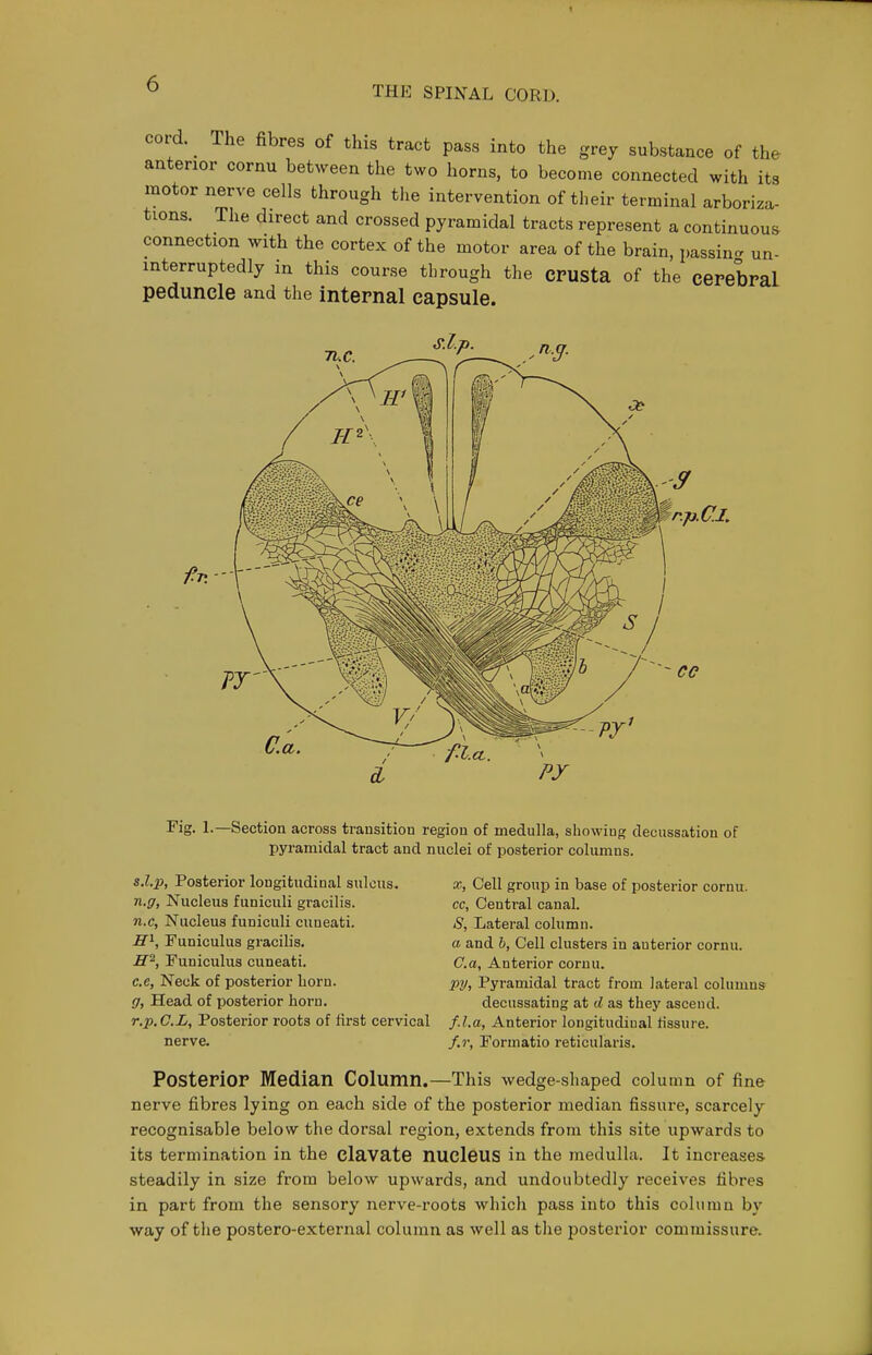 THE SPINAL CORD. cord. _ The fibres of this tract pass into the grey substance of the anterior cornu between the two horns, to become connected with its motor nerve cells through the intervention of their terminal arboriza- tions. The direct and crossed pyramidal tracts represent a continuous connection with the cortex of the motor area of the brain, passing un- interruptedly in this course through the crusta of the cerebral peduncle and the internal capsule. ^'ig- 1.—Section across transition region of medulla, showing decussation of pyramidal tract and nuclei of posterior columns. sLp, Posterior longitudinal sulcus, n.g. Nucleus funiculi gracilis, n.c, Nucleus funiculi cuneati, H'^, Funiculus gracilis. H'^, Funiculus cuneati. c.e, Neck of posterior born. g. Head of posterior horn, r.jj, (7.J&, Posterior roots of first cervical nerve. X, Cell group in base of posterior cornu. cc, Central canal. S, Lateral column. a and 6, Cell clusters in anterior cornu. Ca, Anterior cornu. j}y. Pyramidal tract from lateral columns decussating at d as they ascend. f.l.a, Anterior longitudinal fissure. f.r, Formatio reticularis. Posterior Median Column,—This wedge-shaped column of fine nerve fibres lying on each side of the posterior median fissure, scarcely recognisable below the dorsal region, extends from this site upwards to its termination in the clavate nucleus in the medulla. It increases steadily in size from below upwards, and undoubtedly receives fibres in part from the sensory nerve-z-oots which pass into this column by way of the postero-external column as well as the posterior commissure.