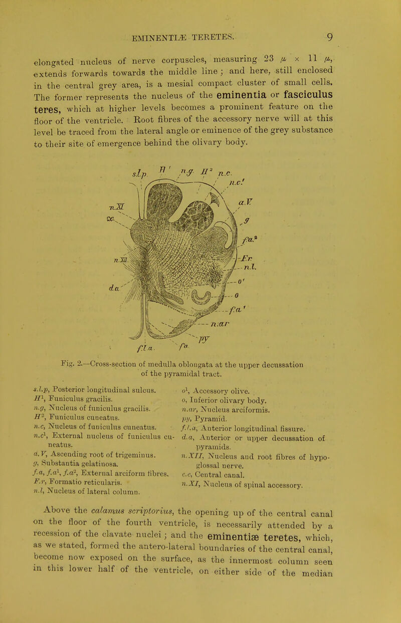 elongated nucleus of nerve corpuscles, measuring 23 ,a x 11 extends forwards towards the middle line ; and here, still enclosed in the central grey area, is a mesial compact cluster of small cells. The former represents the nucleus of the emineniia or fasciculus teres, which at higher levels becomes a prominent feature on the floor of the ventricle. Root fibres of the accessory nerve will at this level be traced from the lateral angle or eminence of the grey substance to their site of emergence behind the olivary body. d:p. ^ ' /'S f' n. f.la Fig. 2.—Cross-section of medulla oblongata at the upper decussation of the pyramidal tract. ^.Z.jP, Posterior longitudinal sulcus, ifi, Funiculus gracilis. n.g. Nucleus of funiculus gracilis. H, Funiculus cuneatus. n.c, Nucleus of funiculus cuneatus. n.c\ External nucleus of funiculus cu- neatus. a.F, Ascending root of trigeminus. </, Substantia gelatinosa. /.a, /.a*, /.a-, External arciform fibres. F.r, Formatio reticularis. n.l, Nucleus of lateral column. 0^, Accessory olive. 0, Inferior olivary body. n.ar. Nucleus arciformis. Vlh Pyramid. /./.a, Anterior longitudinal fissure. d.a. Anterior or upper decussation of pyramids. n.XII, Nucleus and root fibres of hypo- glossal nerve, c.c, Central canal. n.XI, Nucleus of spinal accessory. Above the calamus scriptorius, the opening up of the central canal on the floor of the fourth ventricle, is necessarily attended by a recession of the clavate nuclei; and the eminentiffi teretes, which, as we stated, formed the antero-lateral boundaries of the central canal, become now exposed on the surface, as the innermost column seen in this lower half of the ventricle, on either side of the median